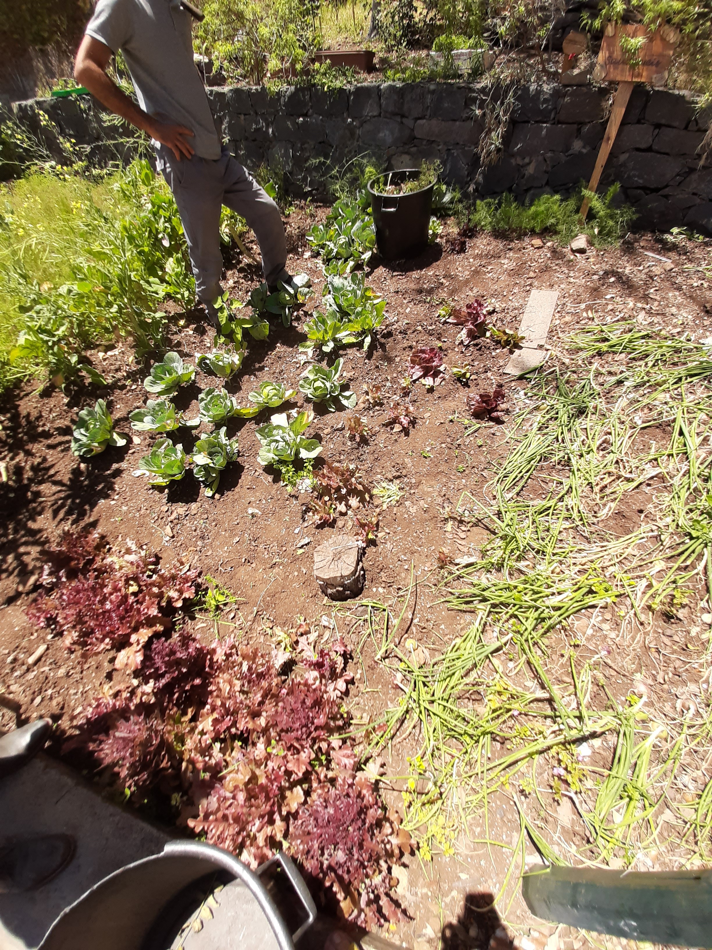 No decorrer do 3.º período o cuidado da horta teve como grande responsável o jardineiro da escola. Na falta de alunos, é a ele que se deve o cuidado da horta da escola.