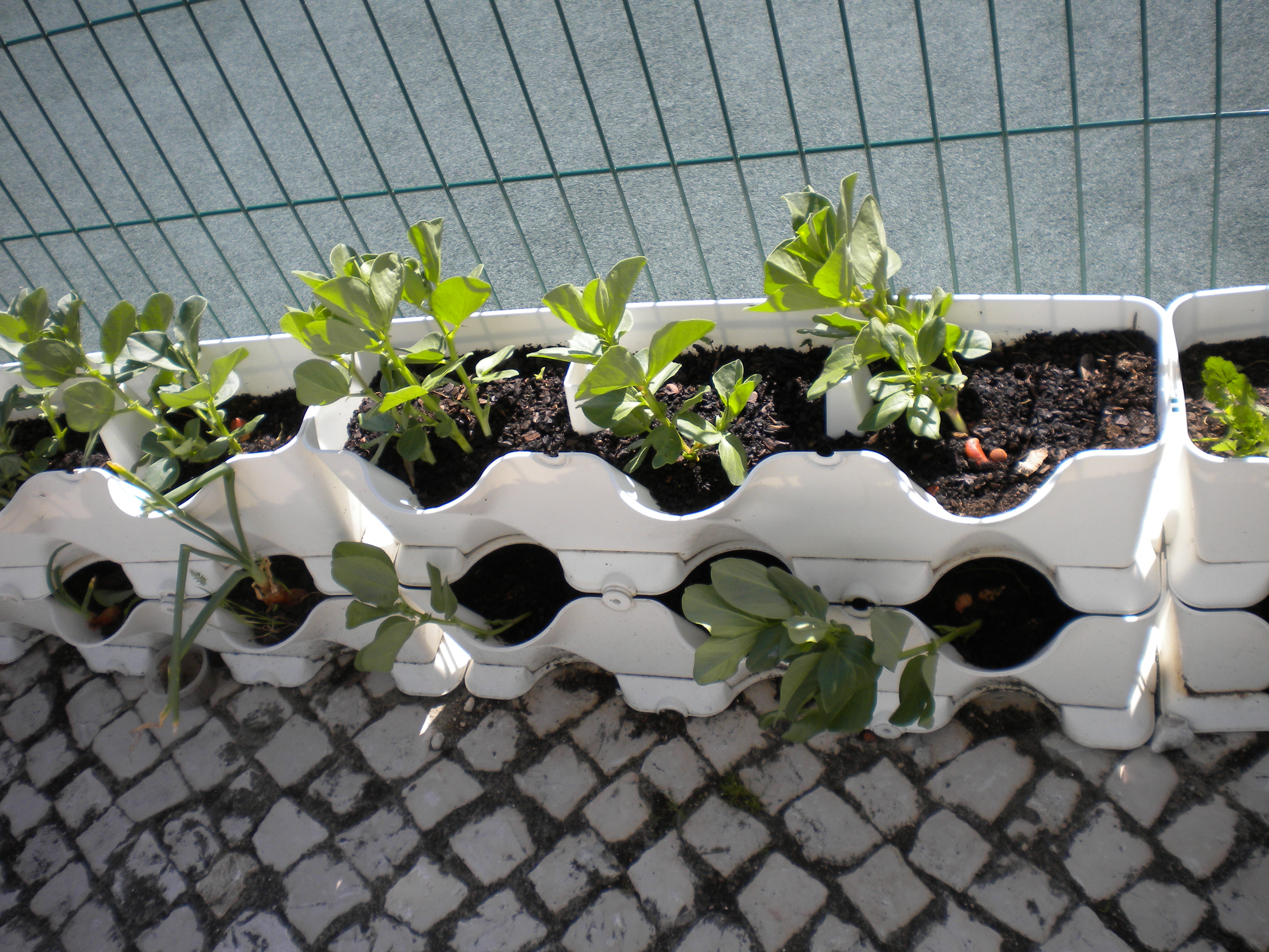 Horta do Jardim de infância
As favas