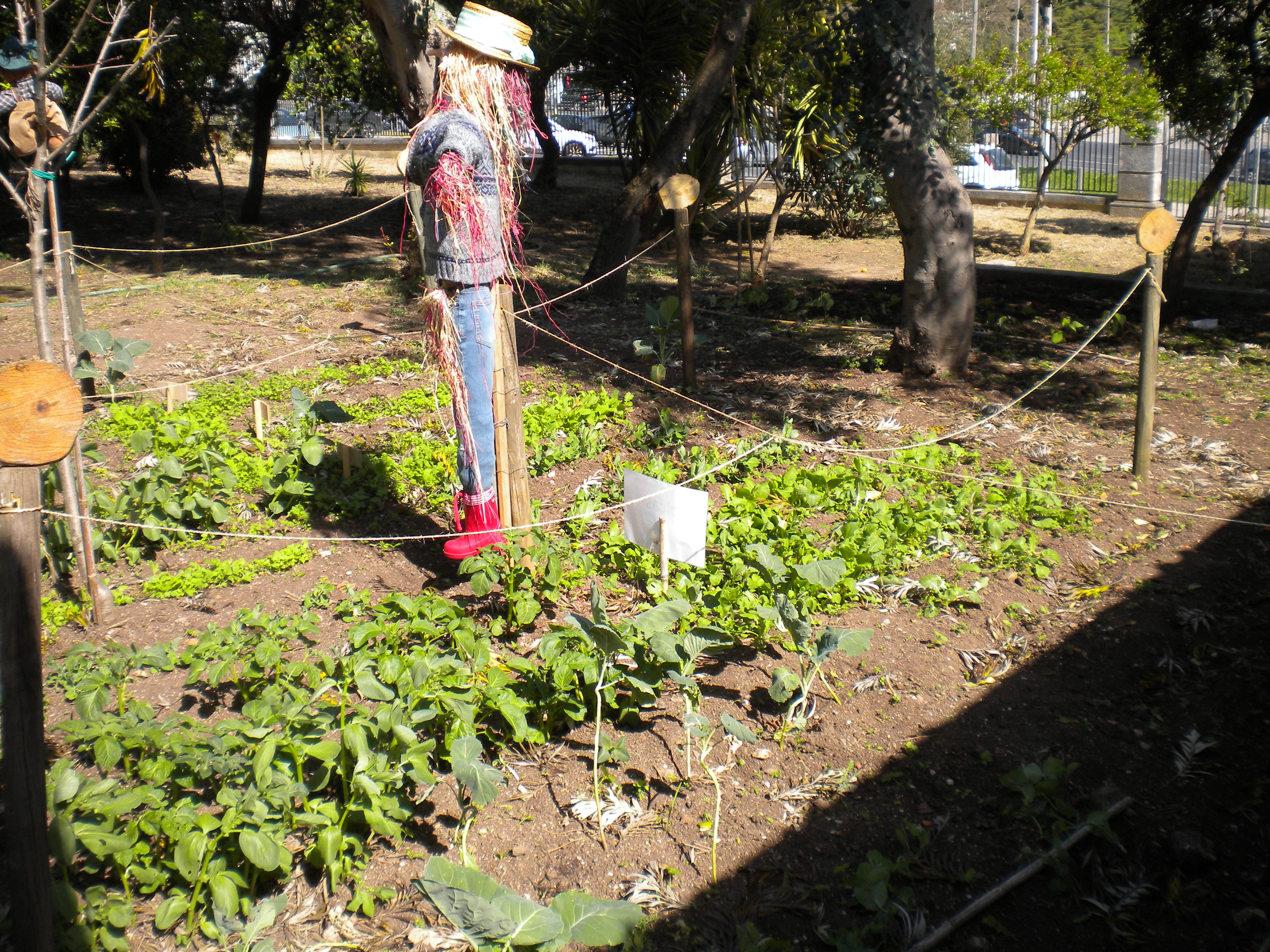 Horta do 1º ciclo
O Espanta-Pardais vai vigiando as plantas que estão a crescer bem.
