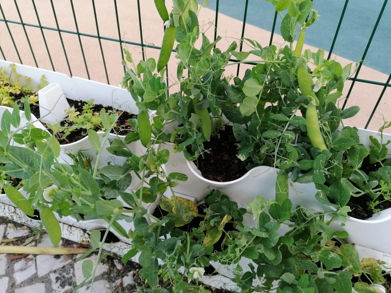 Horta do Jardim de Infância ervilhas com fruto. espreitando o recreio vazio as plantas continuaram a crescer e deram fruto...