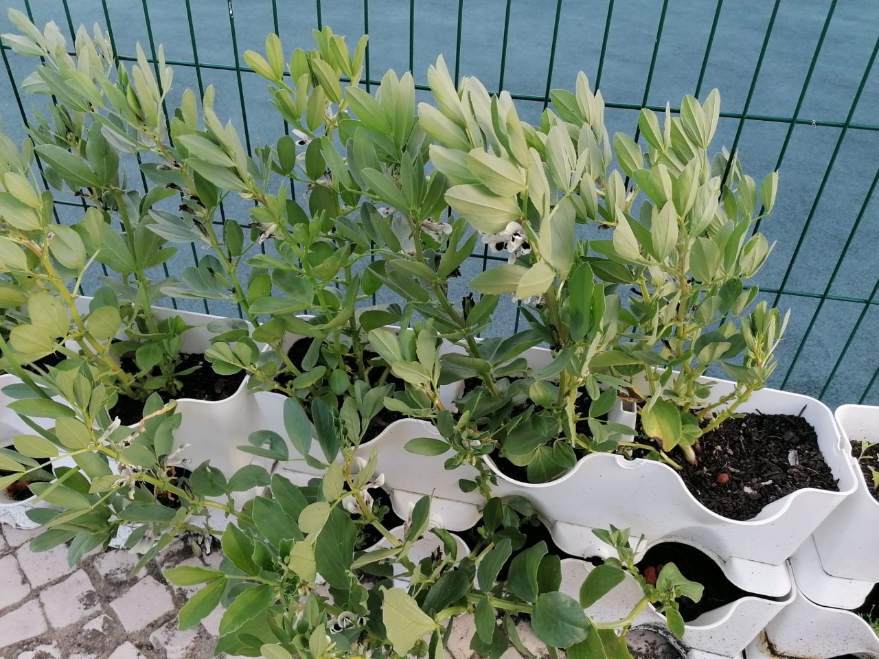 Horta do Jardim de Infância favas em flor. O milagre da vida, e da resiliênca da natureza aguardando a chegada das crianças...