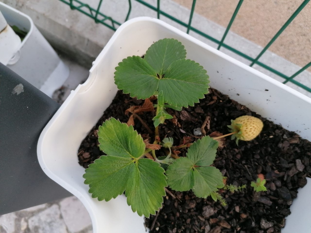 Horta do Jardim de Infância, o morango já tem fruto, quem o irá comer quando estiver maduro?