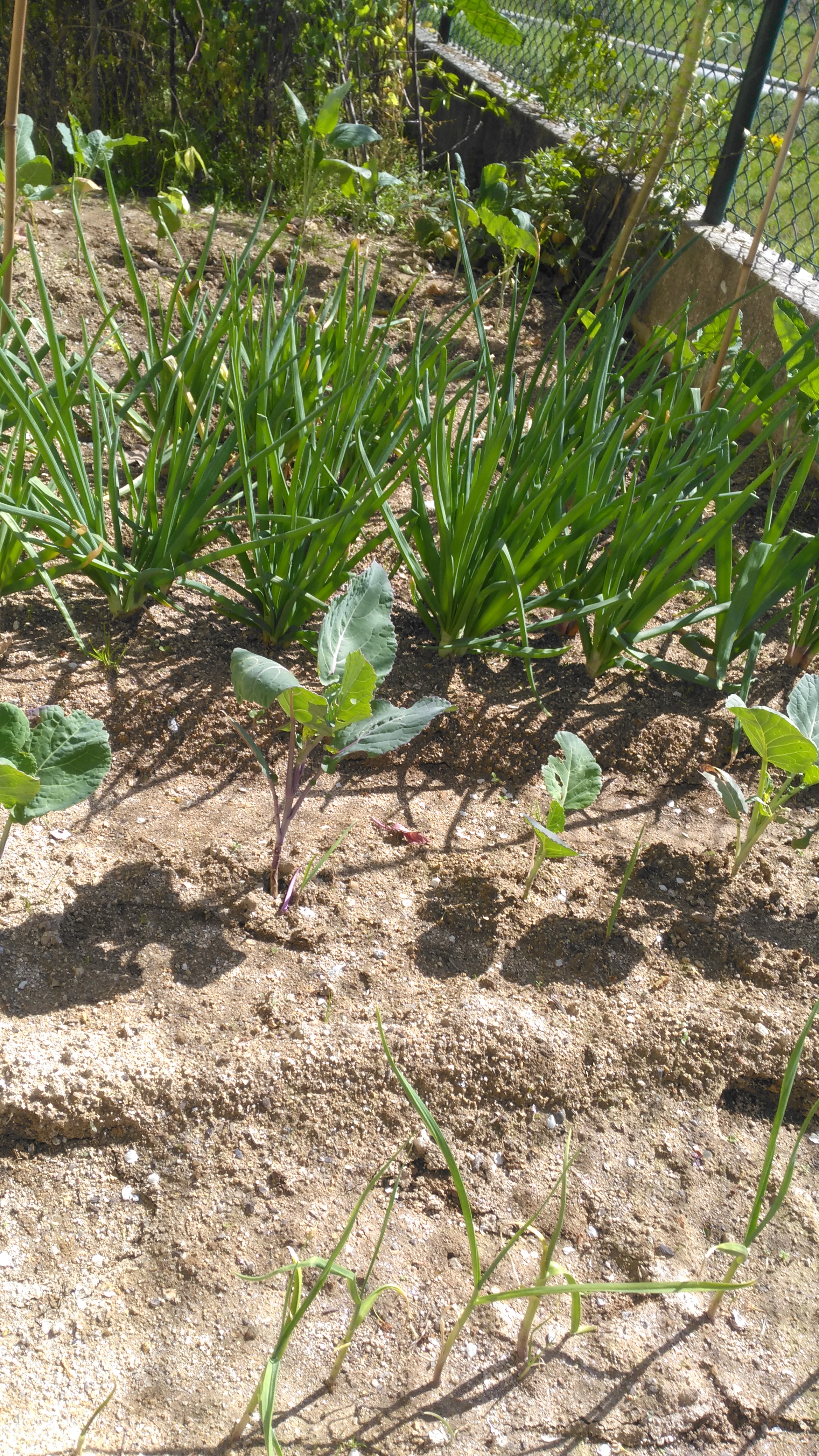 Plantação de cebolas, couves e alhos