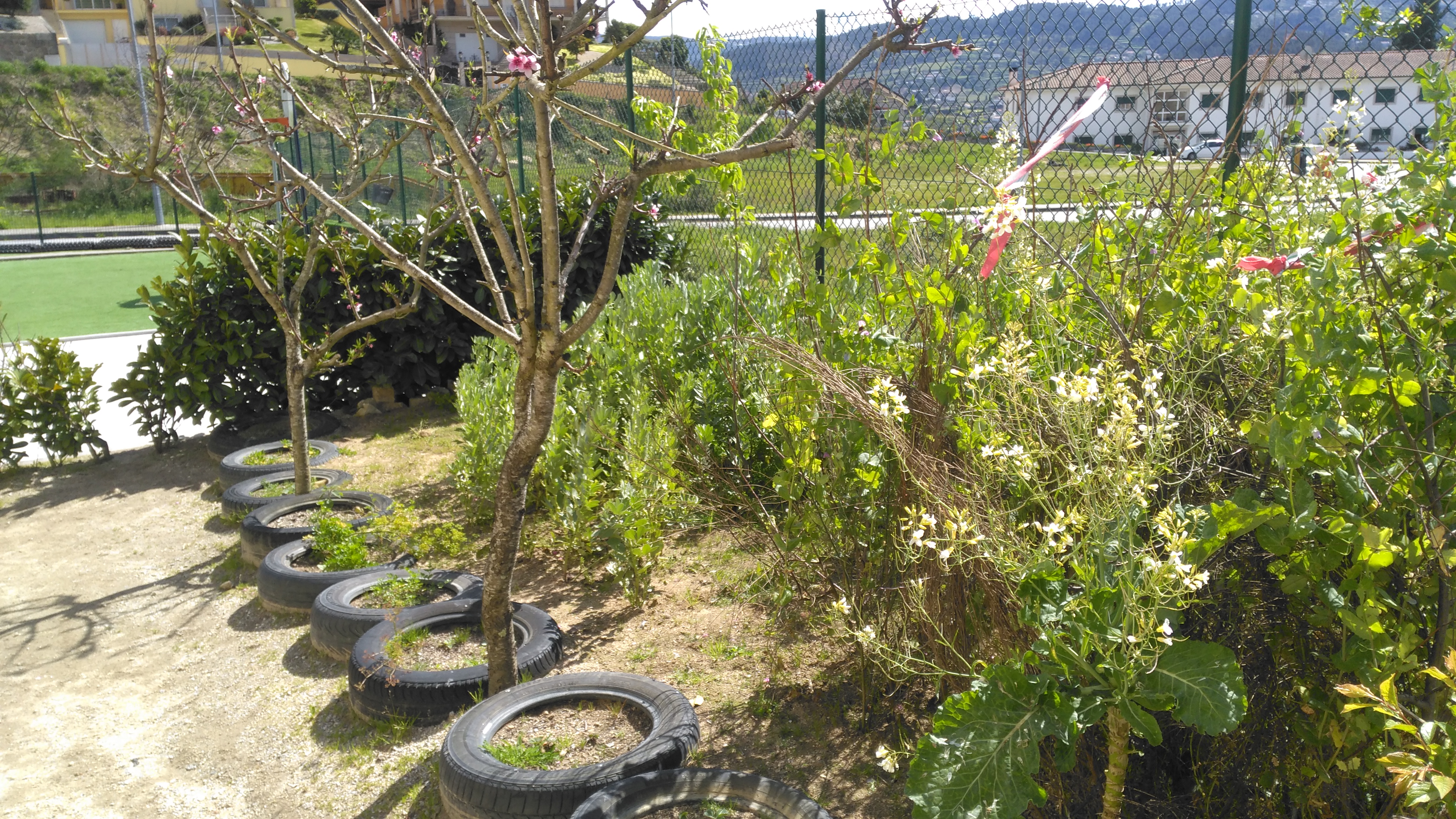 Várias árvores de fruto, favas e ervilhas