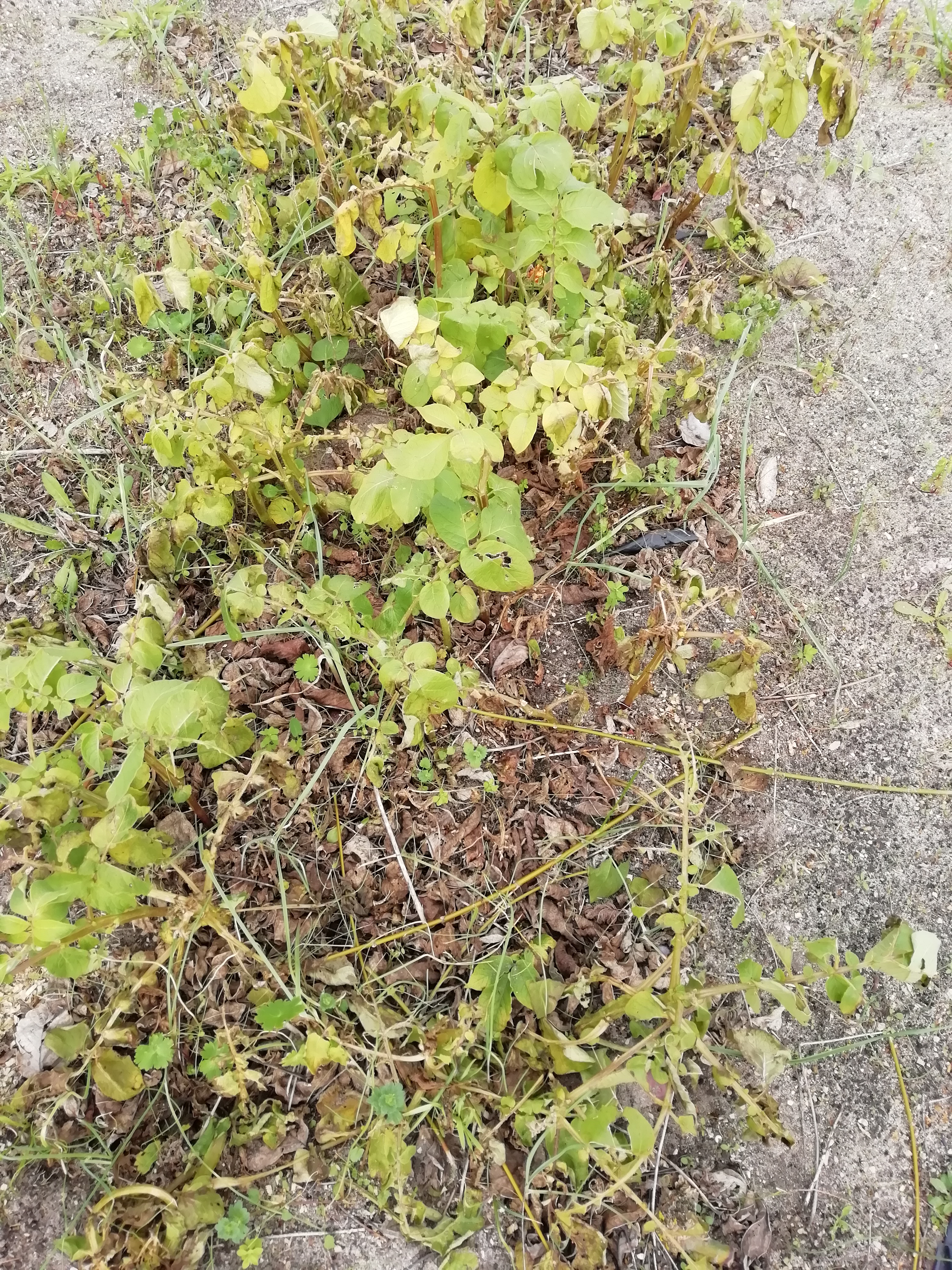 O resultado das batatas cultivadas no ano letivo anterior.