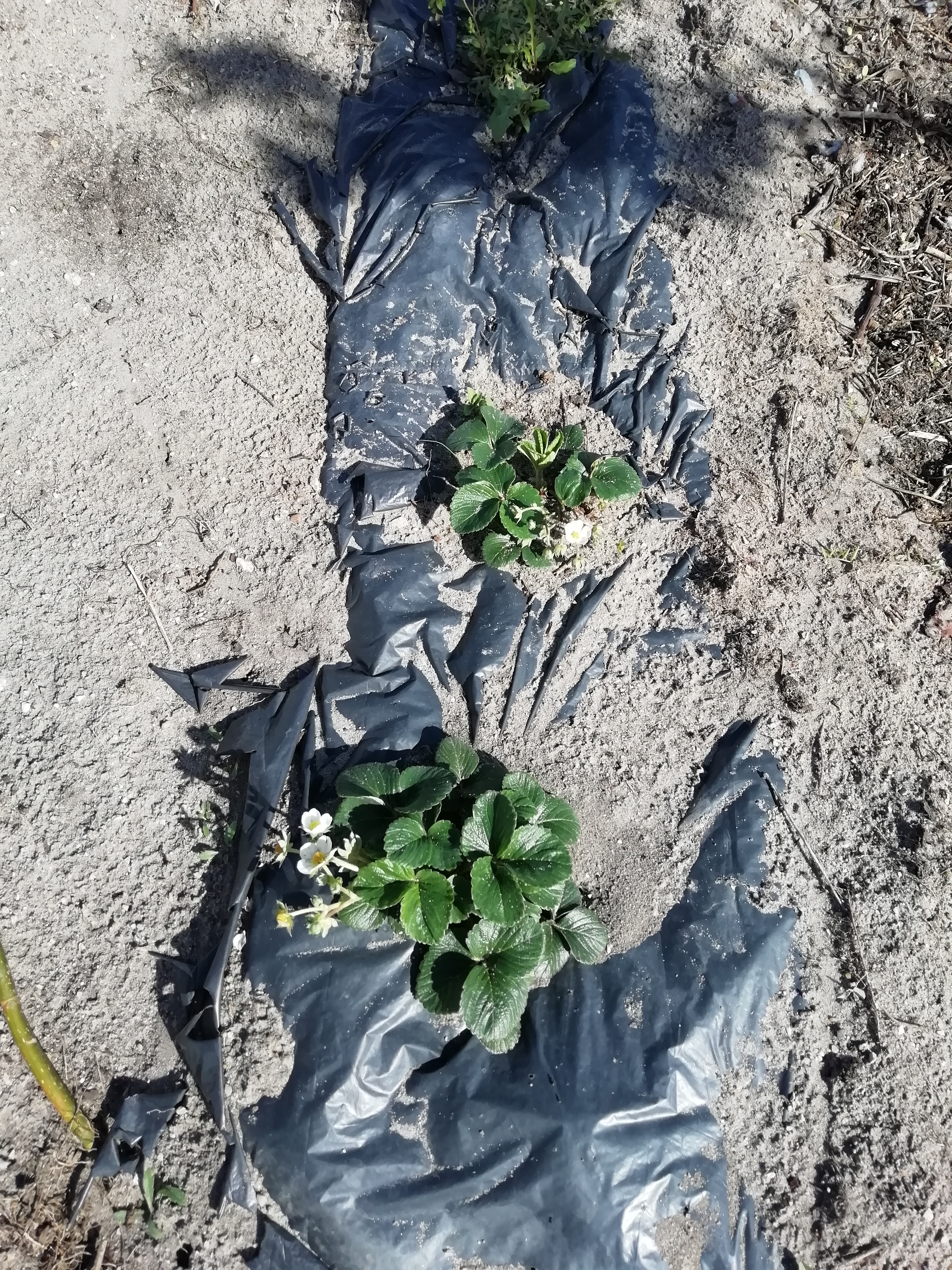 Os nossos morangueiros já têm flor e alguns frutos.