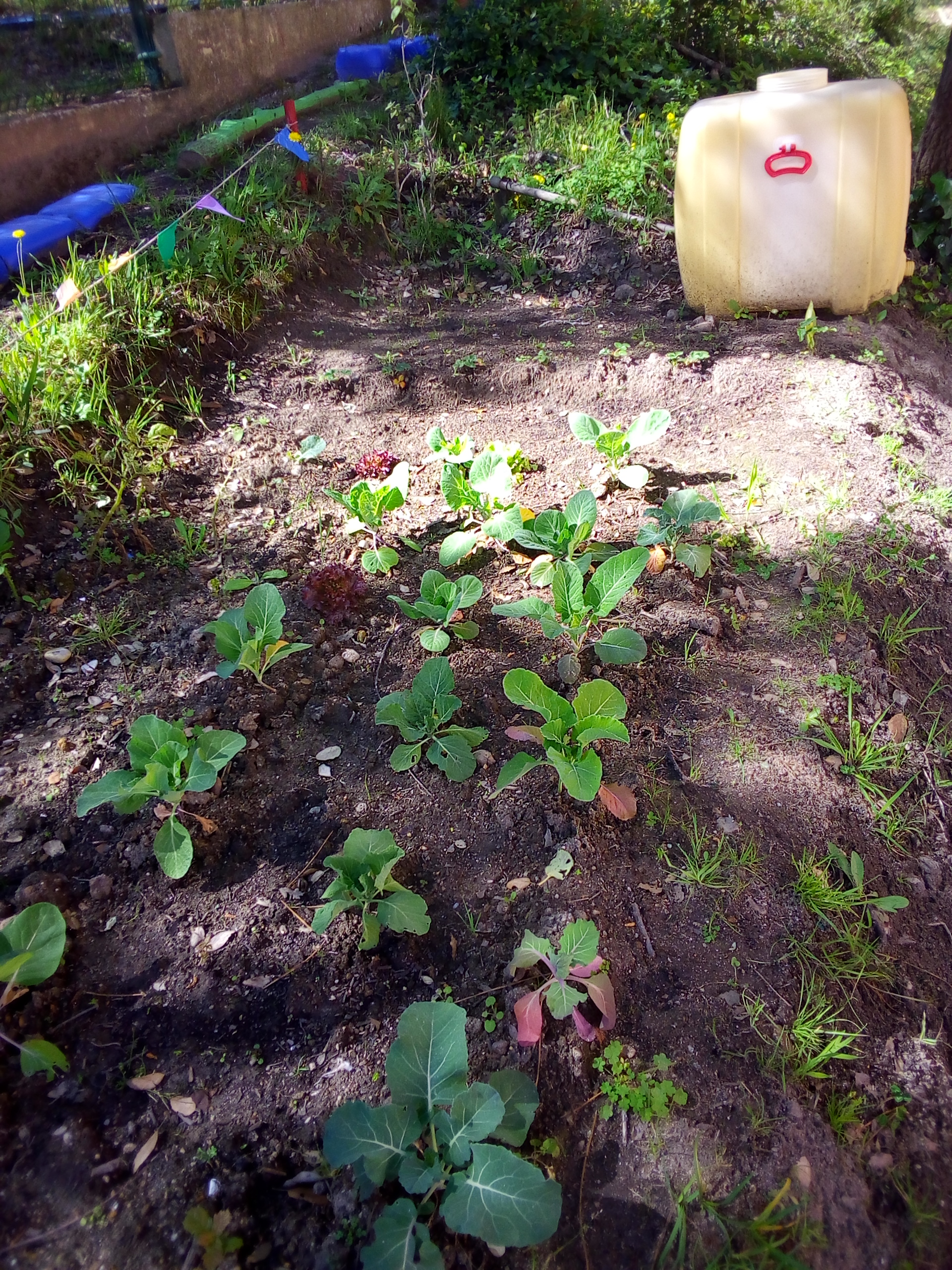 A nossa horta e o reservatório para a recolha da água da chuva