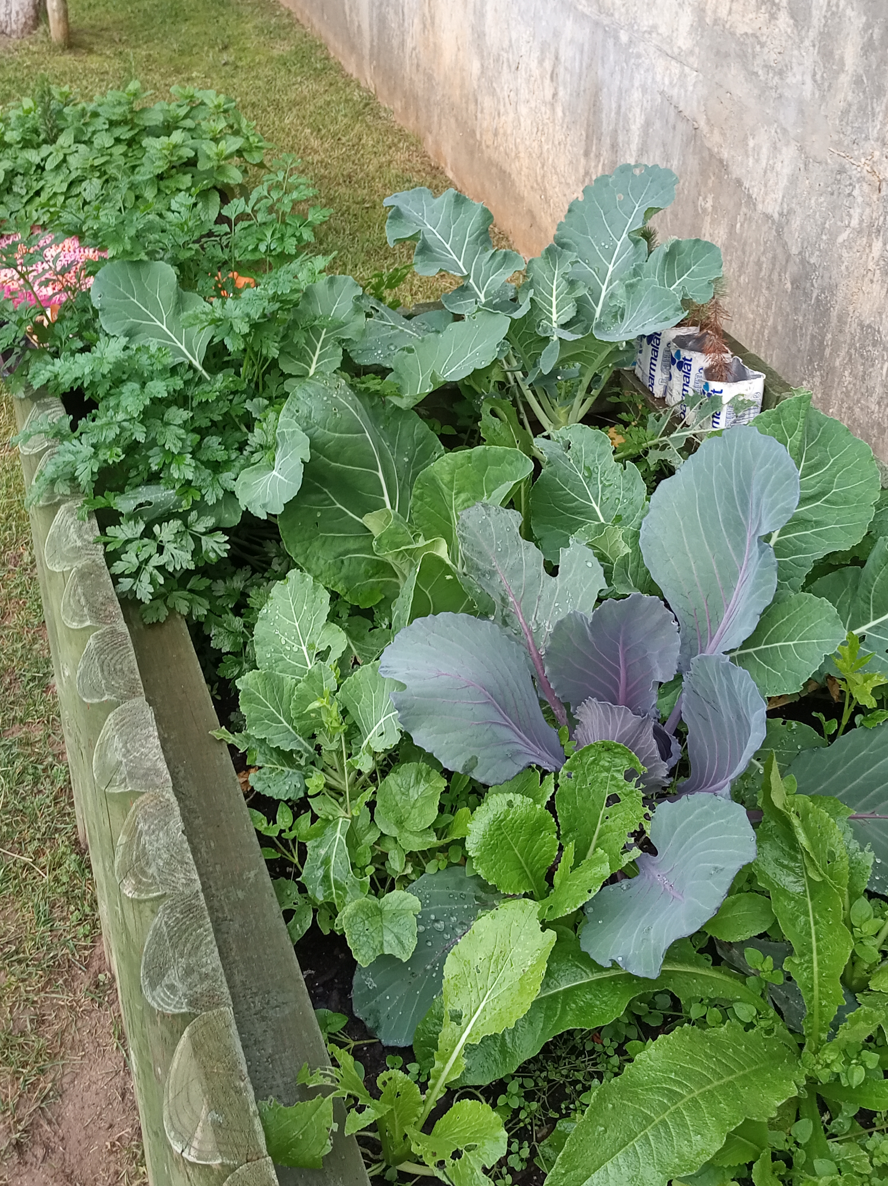 nabos, couves e salsa plantadas em outubro...já podemos colher!