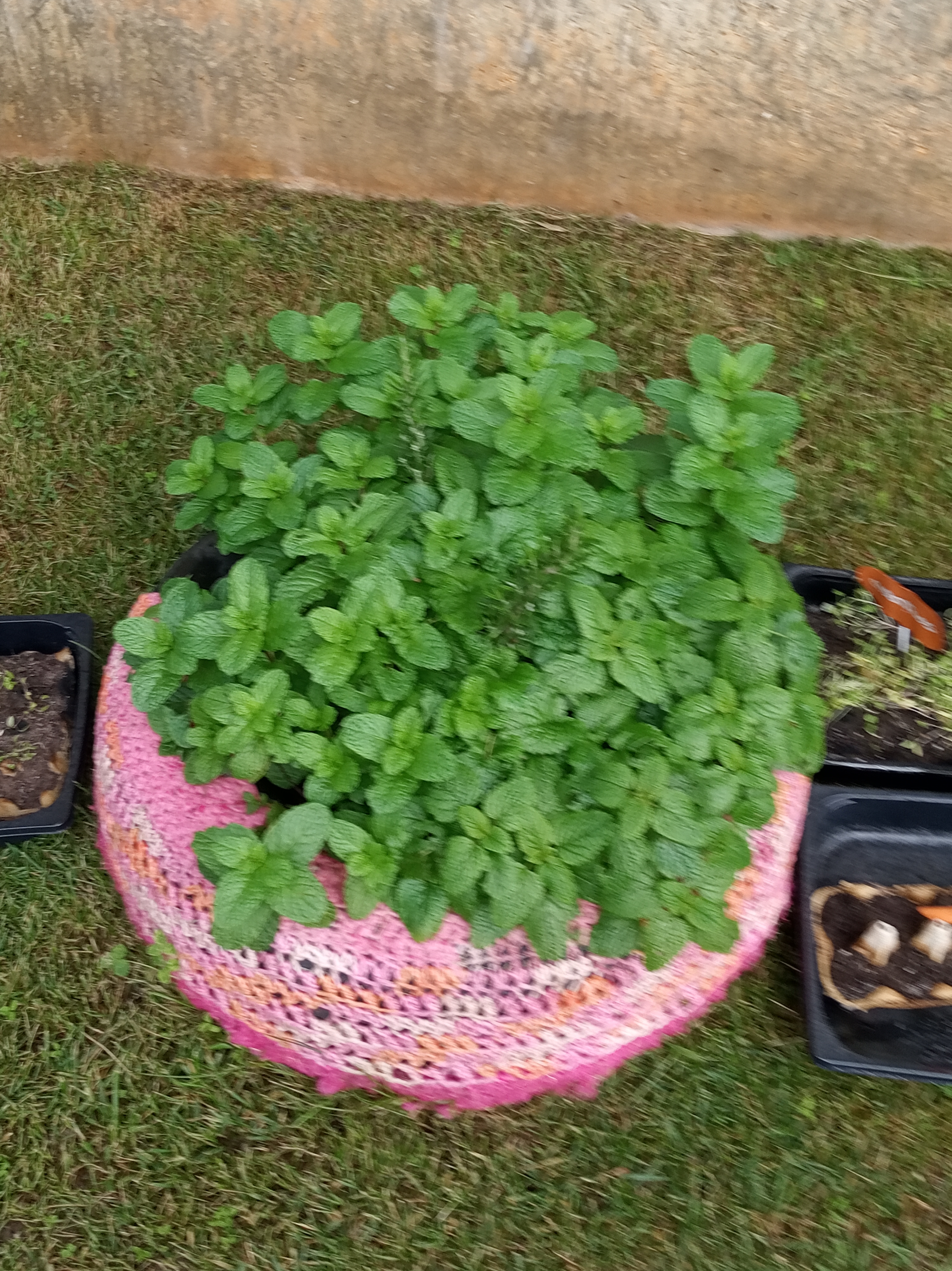 Bela hortelã! para aromatizar as saladas....