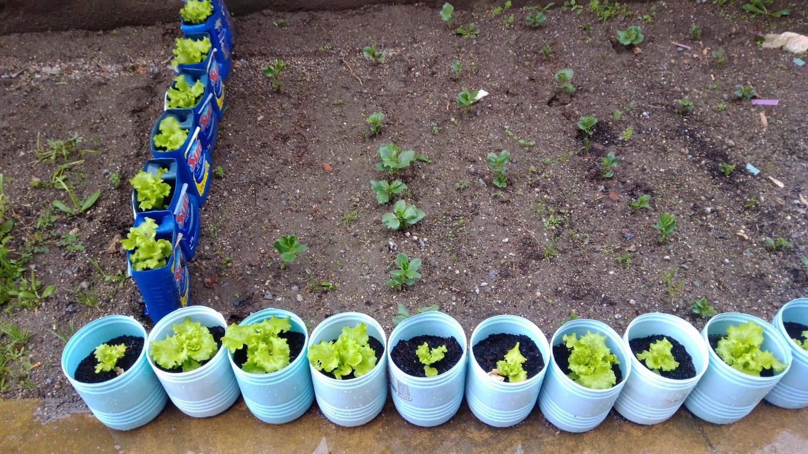 Plantação de alfaces e favas.