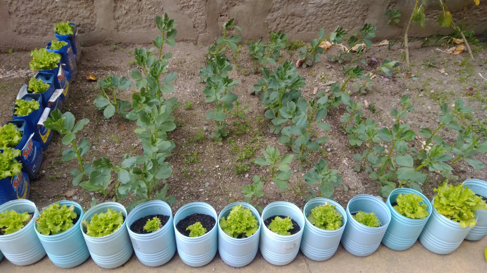 Desenvolvimento das favas, alfaces e couve.