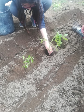 Plantação de tomateiros.