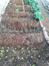 Terra nutrida - as plantações.