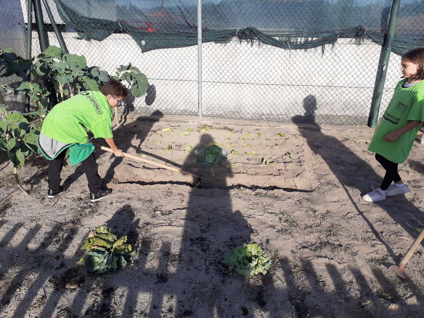 Plantação de couve lombarda.