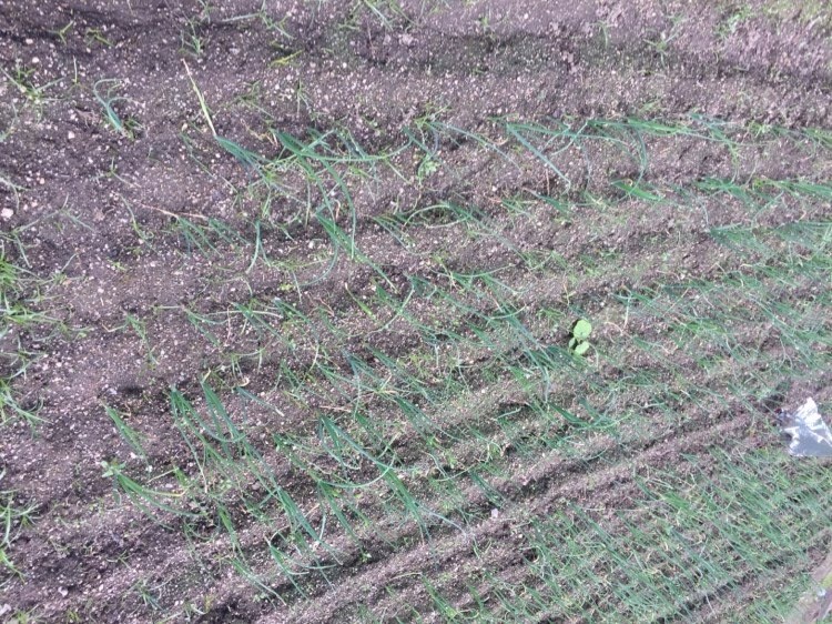 plantação de cebolo.