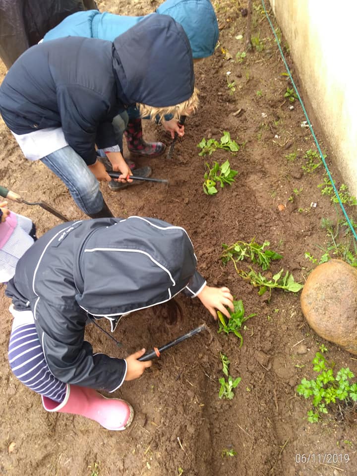 Plantação de espinafres.