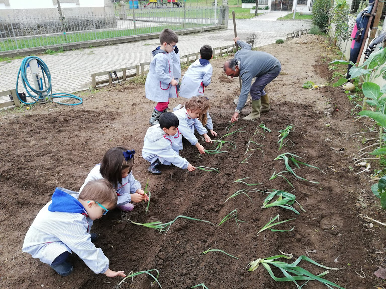 Plantação de cebolo.