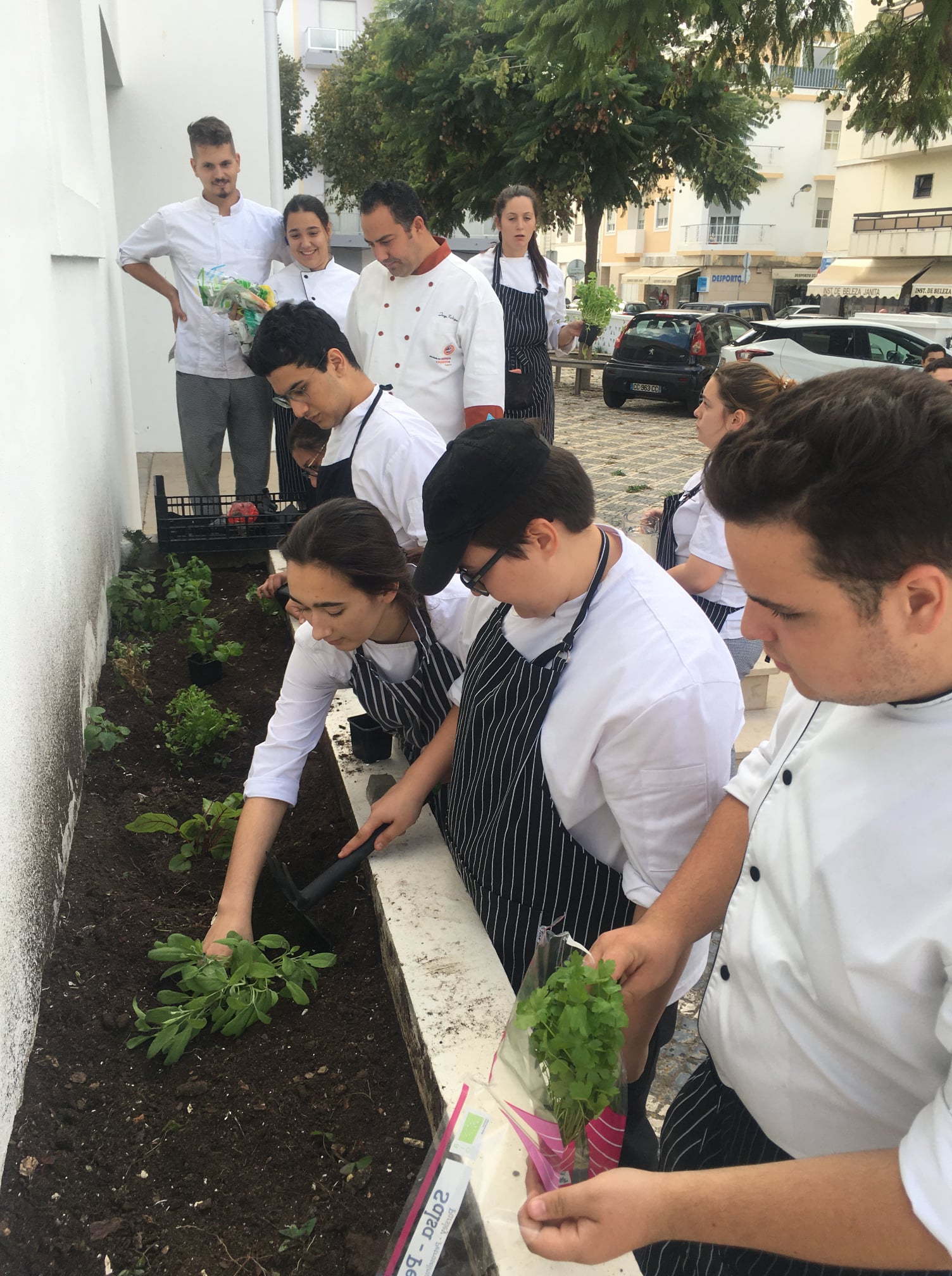 Plantação de ervas aromáticas