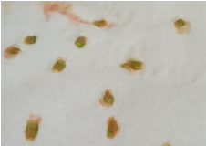 Germinação de Tomateira