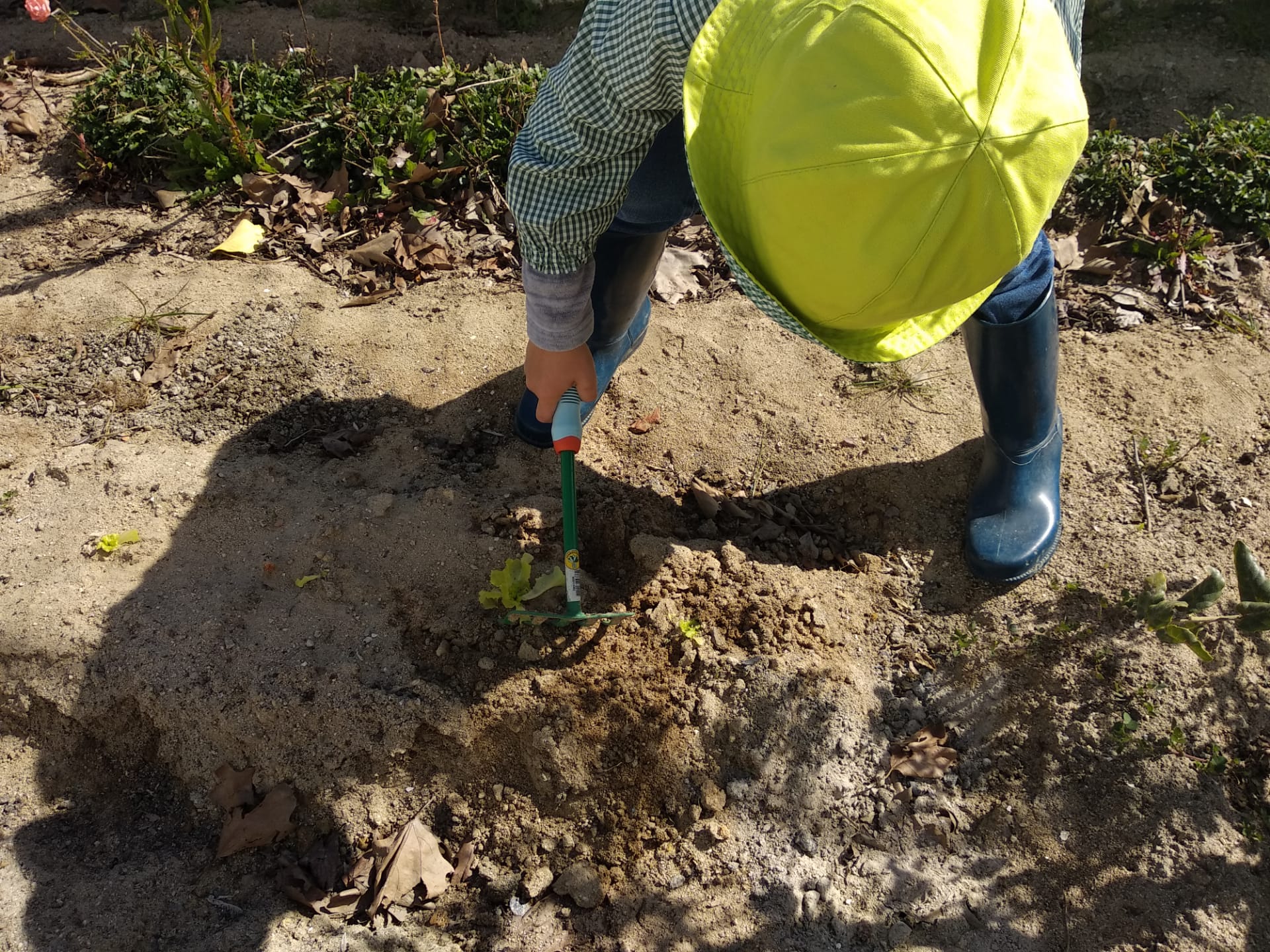 Remexer a terra em volta da planta.