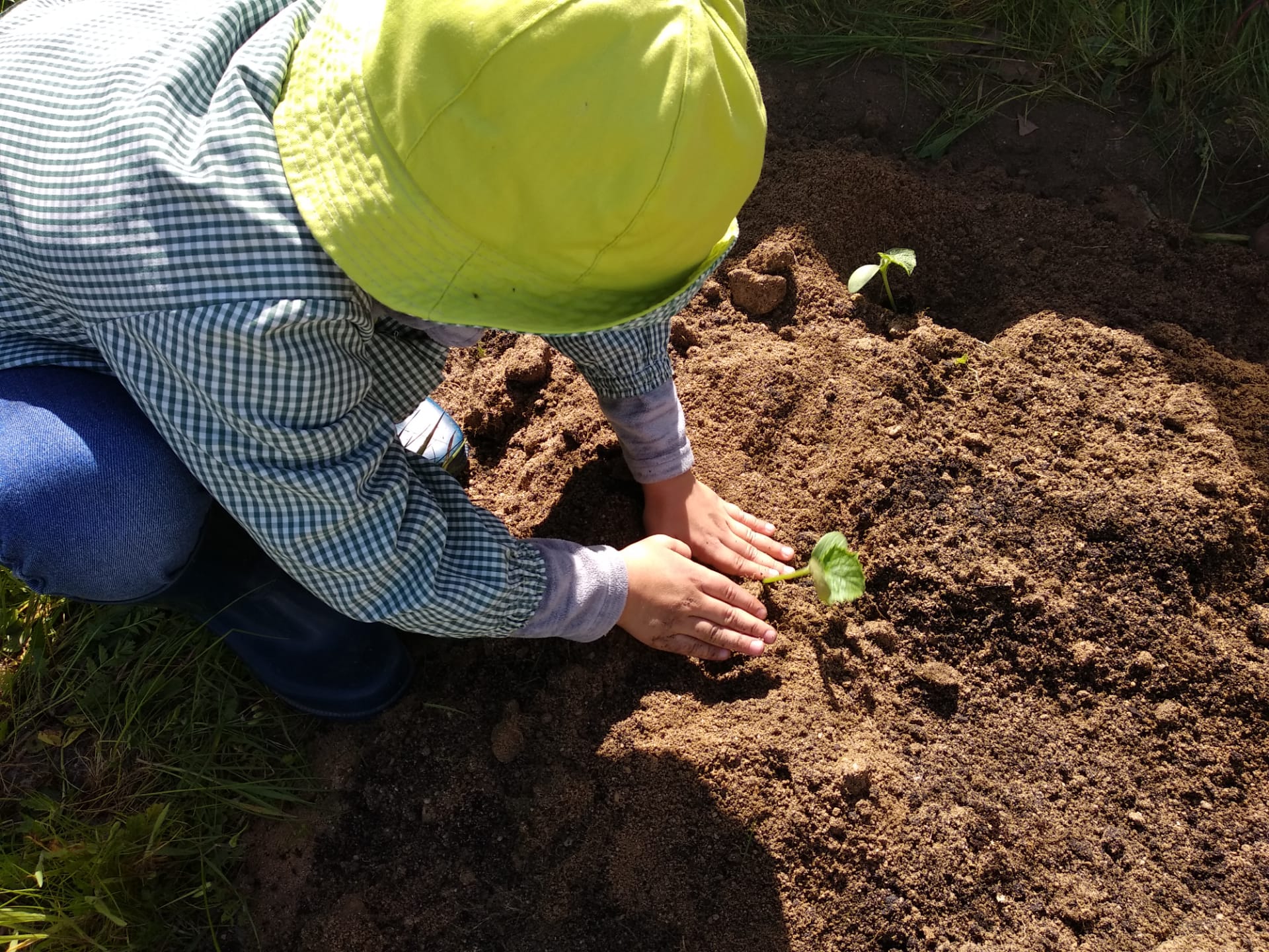 Plantação de courgettes e pepineiros.