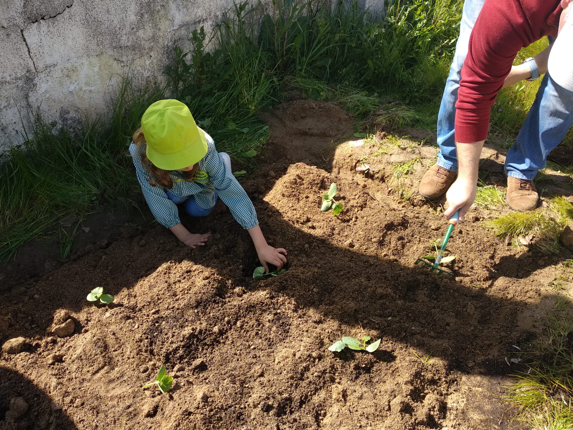Plantação de courgettes e pepineiros.