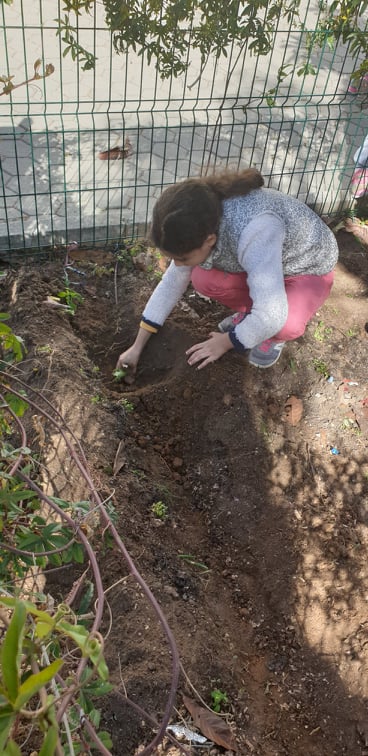 A plantarmos chuchu, pepinos, curgetes, alface roxa e .