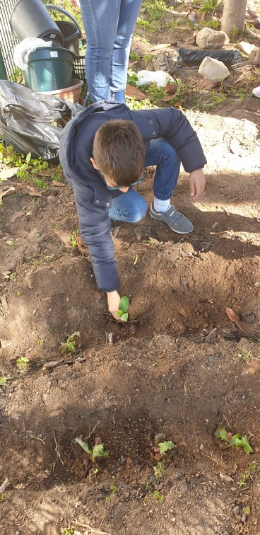 A plantarmos chuchu, pepinos, cougettes, alface roxa e .