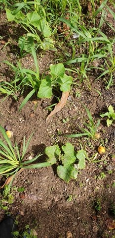 Pimentos