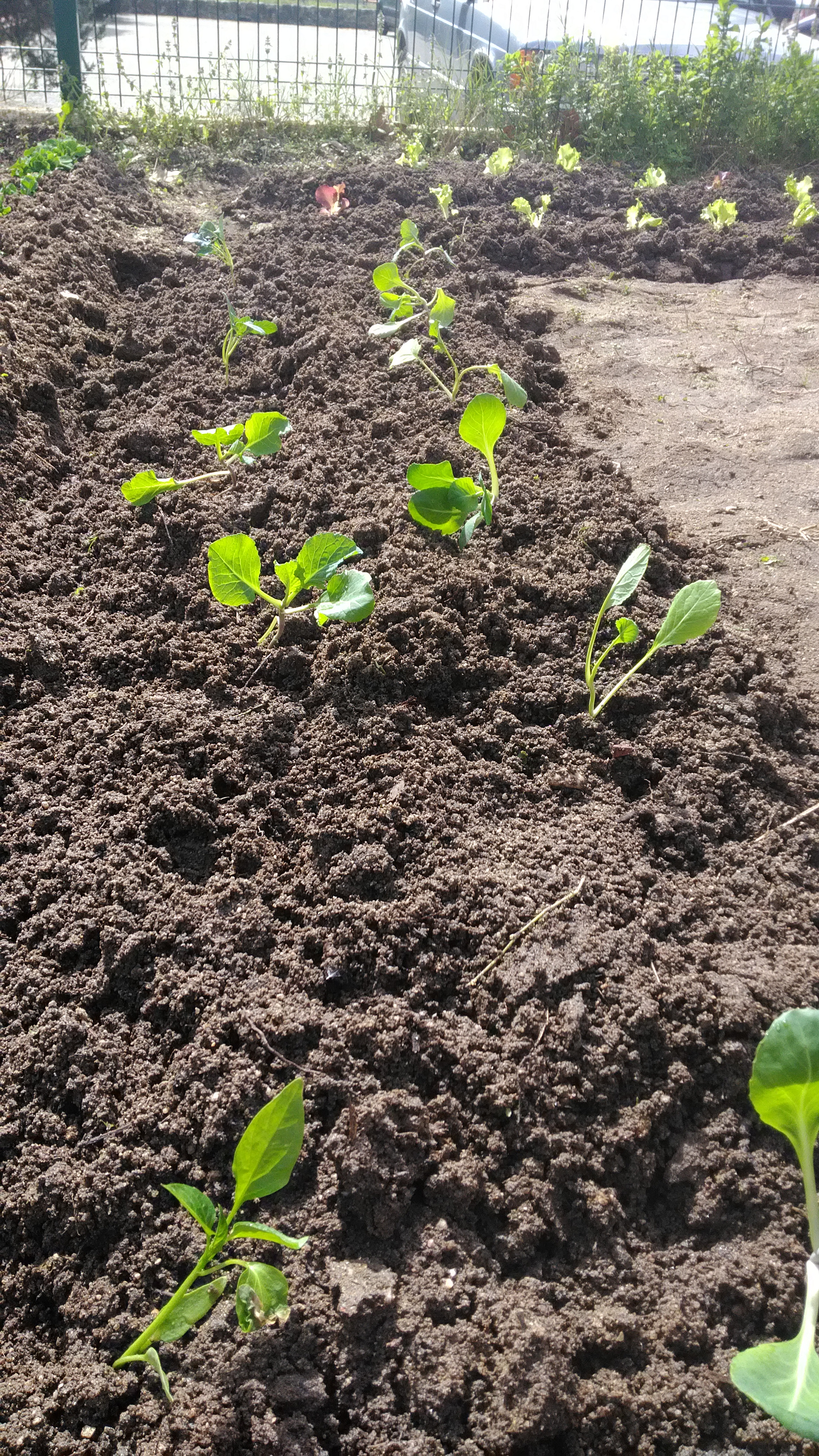 Implementação da HP - Desenvolvimento das Plantações e sementeiras.