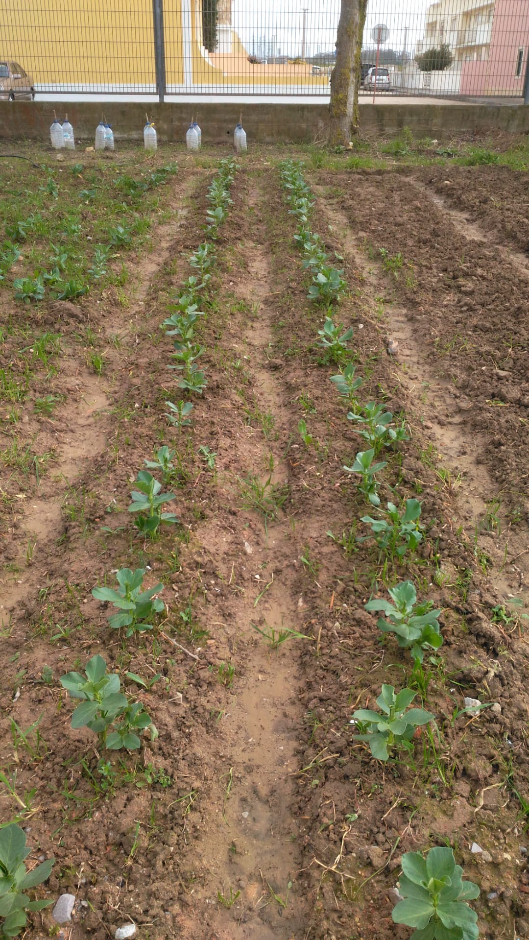 Campo de Faveiras