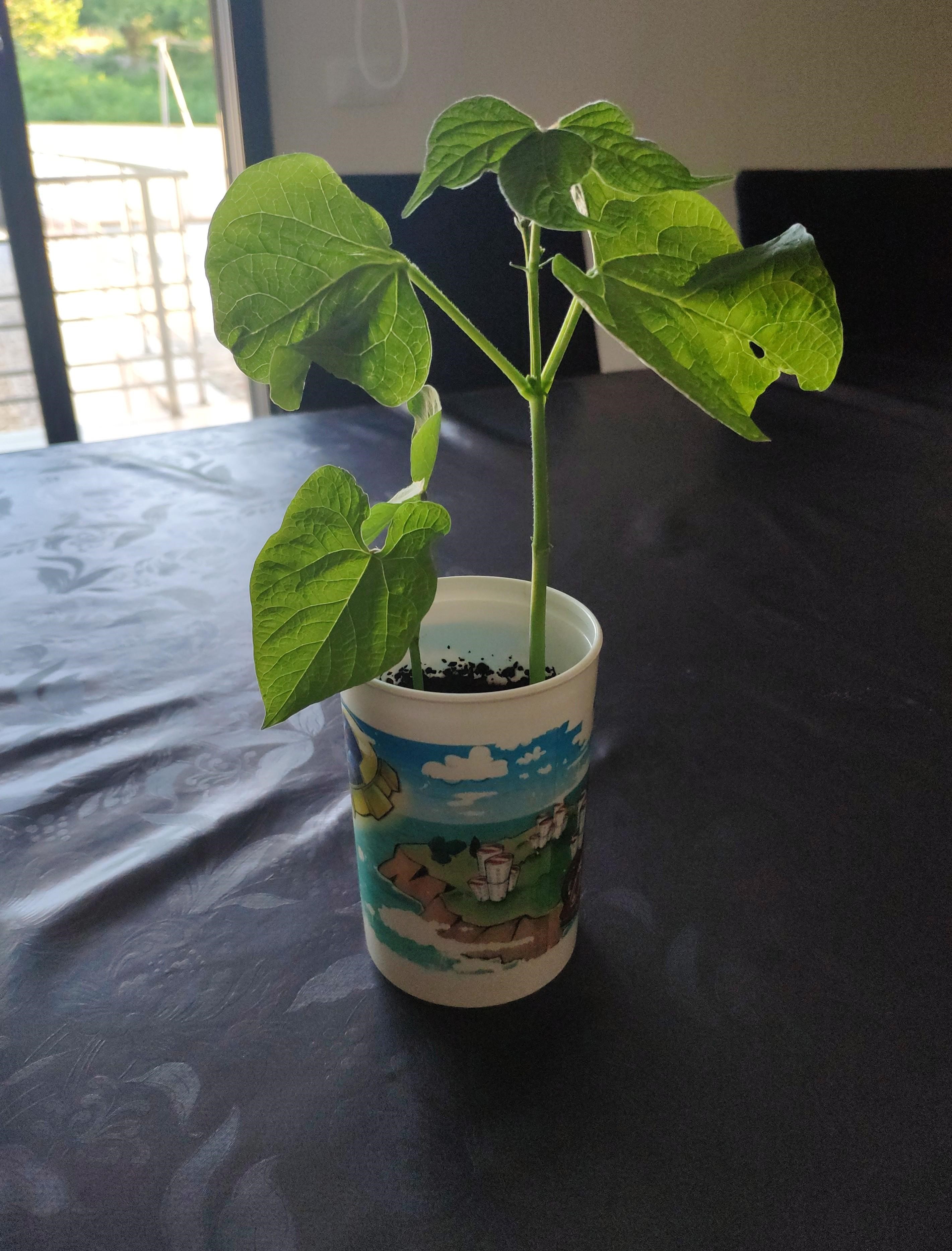 Feijão já pronto para ir para a terra...