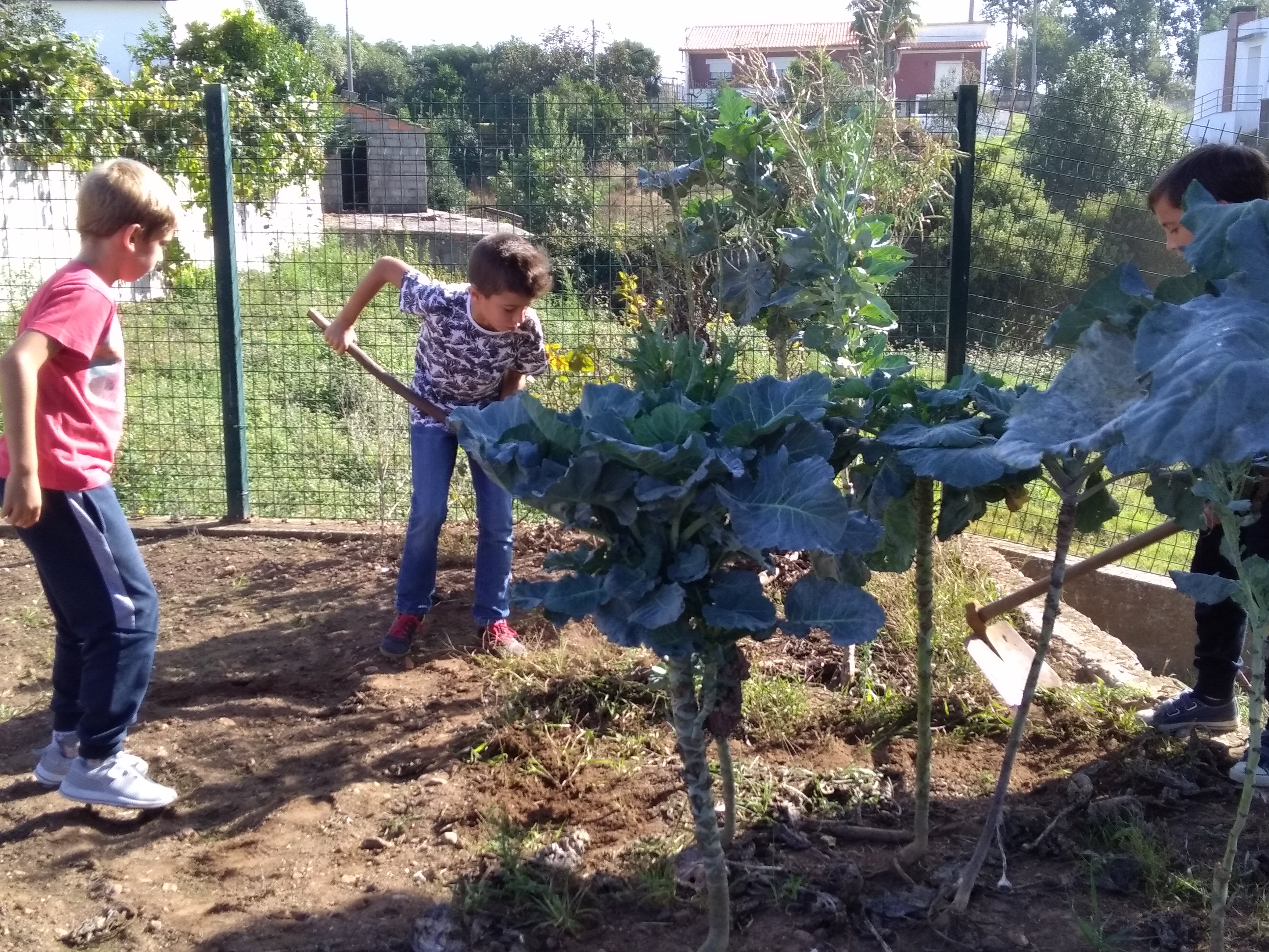 Limpeza da terra