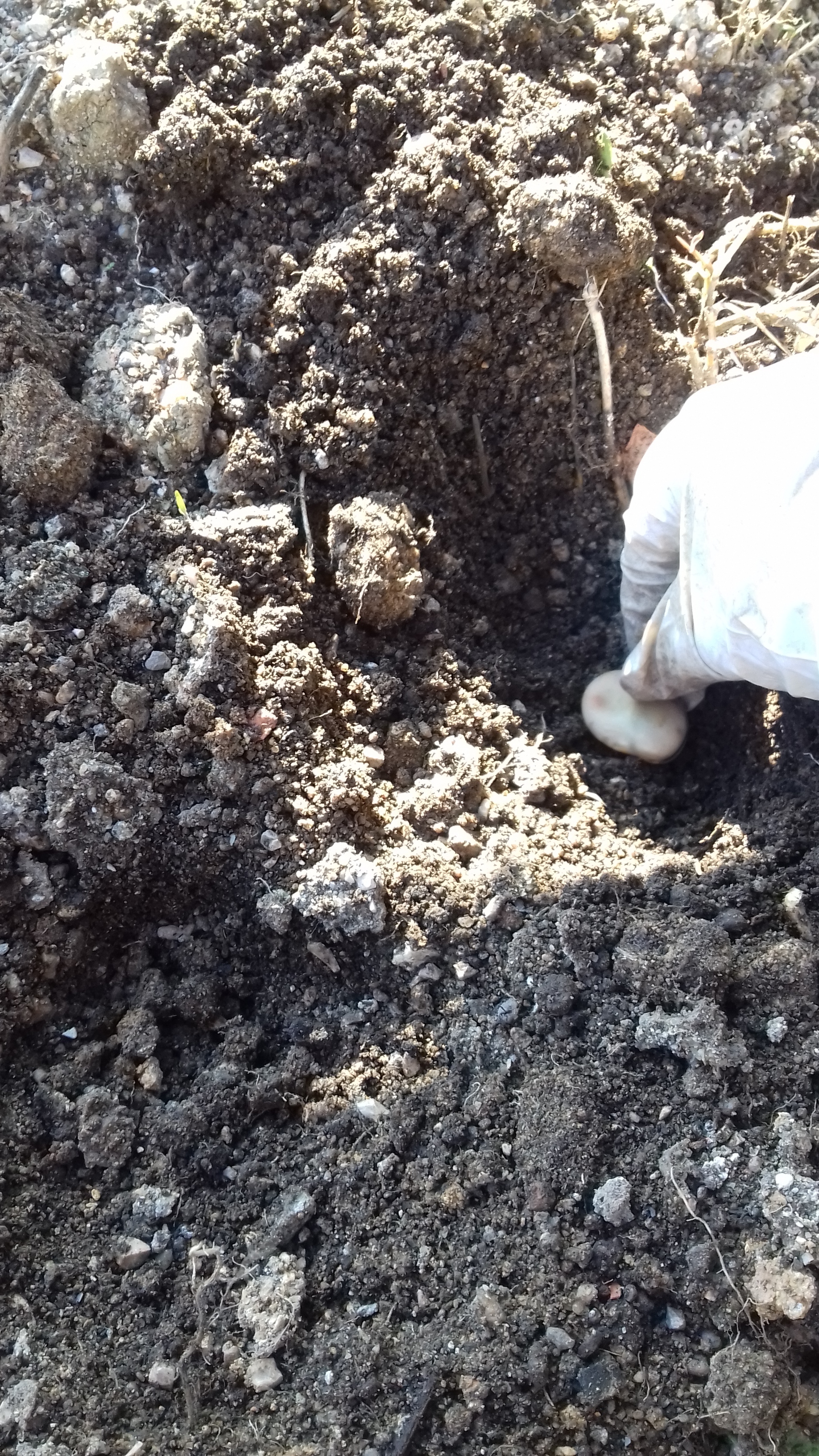Semeamos favas