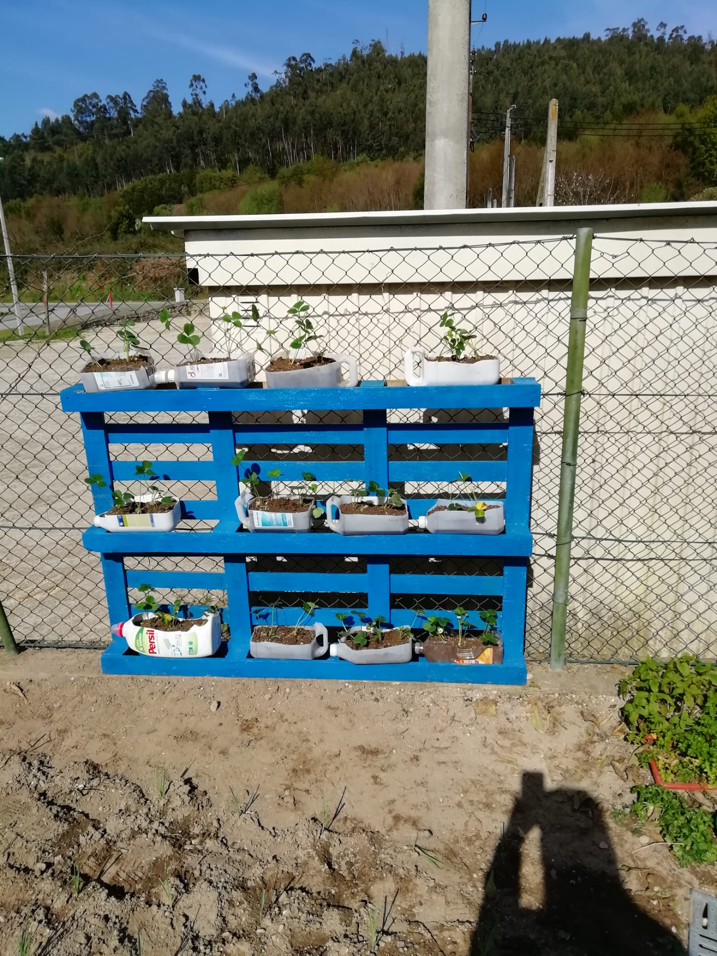 A nossa palete com os morangos plantados pelas crianças, utilizando para o efeito, embalagens plásticas de detergentes.