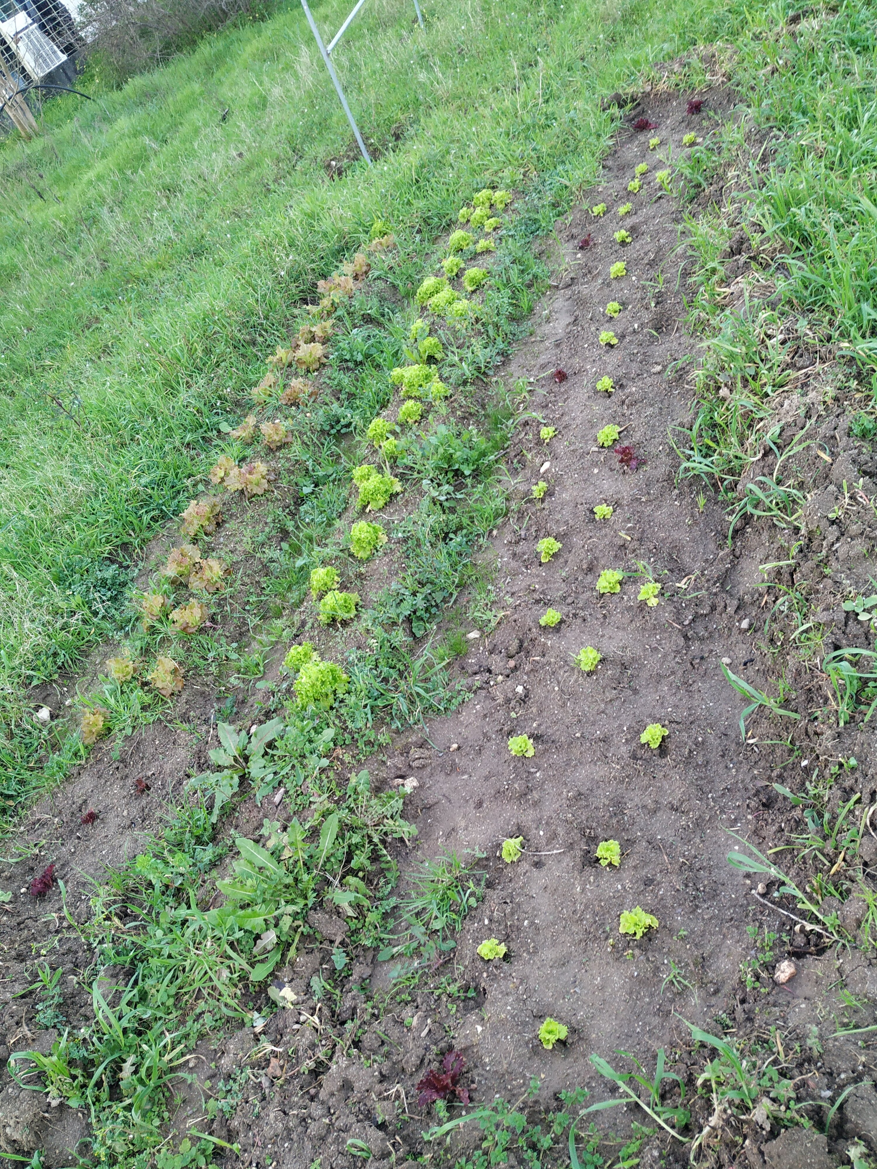 Procedeu-se à limpeza do terreno numa pequena secção. De seguida plantaram-se algumas alfaces. Os trabalhos foram realizados com os alunos da Unidade de Multideficiência.