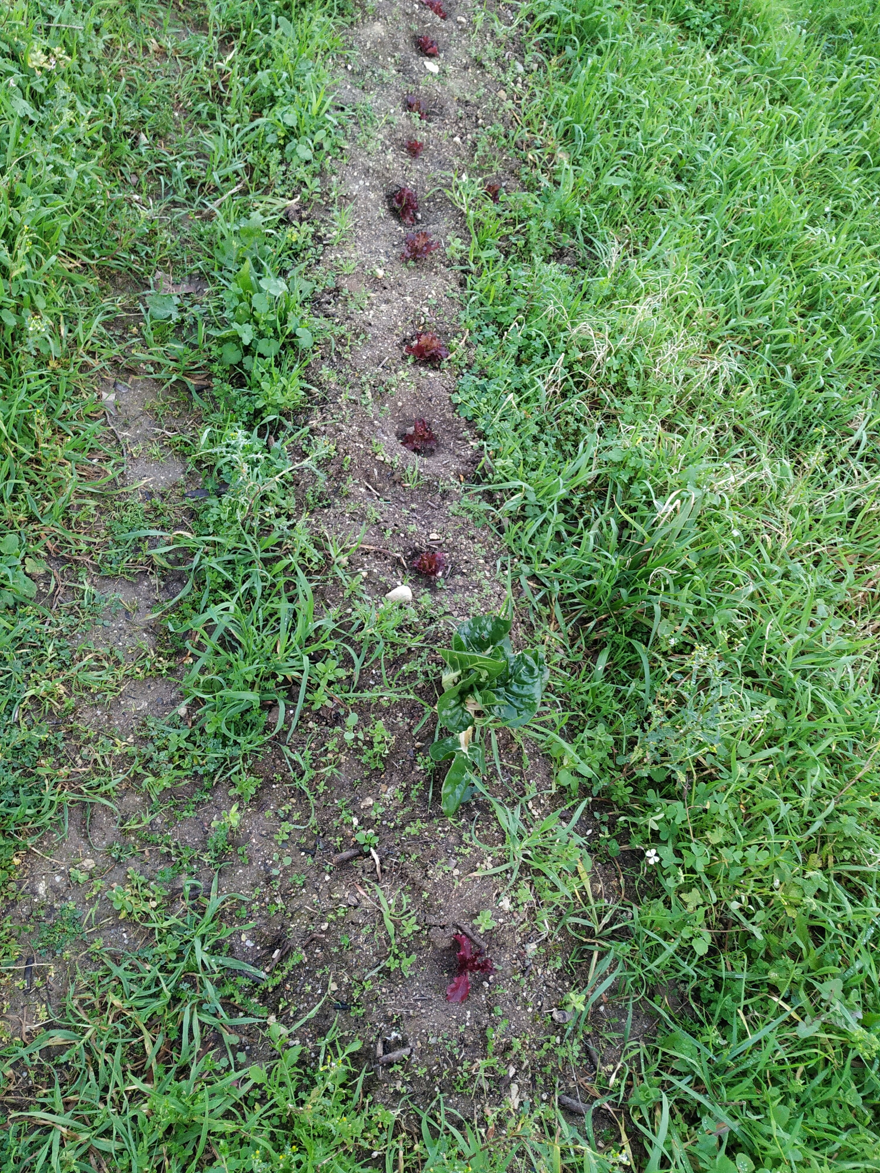 Procedeu-se à limpeza do terreno numa pequena secção. De seguida plantaram-se algumas alfaces. Os trabalhos foram realizados com os alunos da Unidade de Multideficiência.