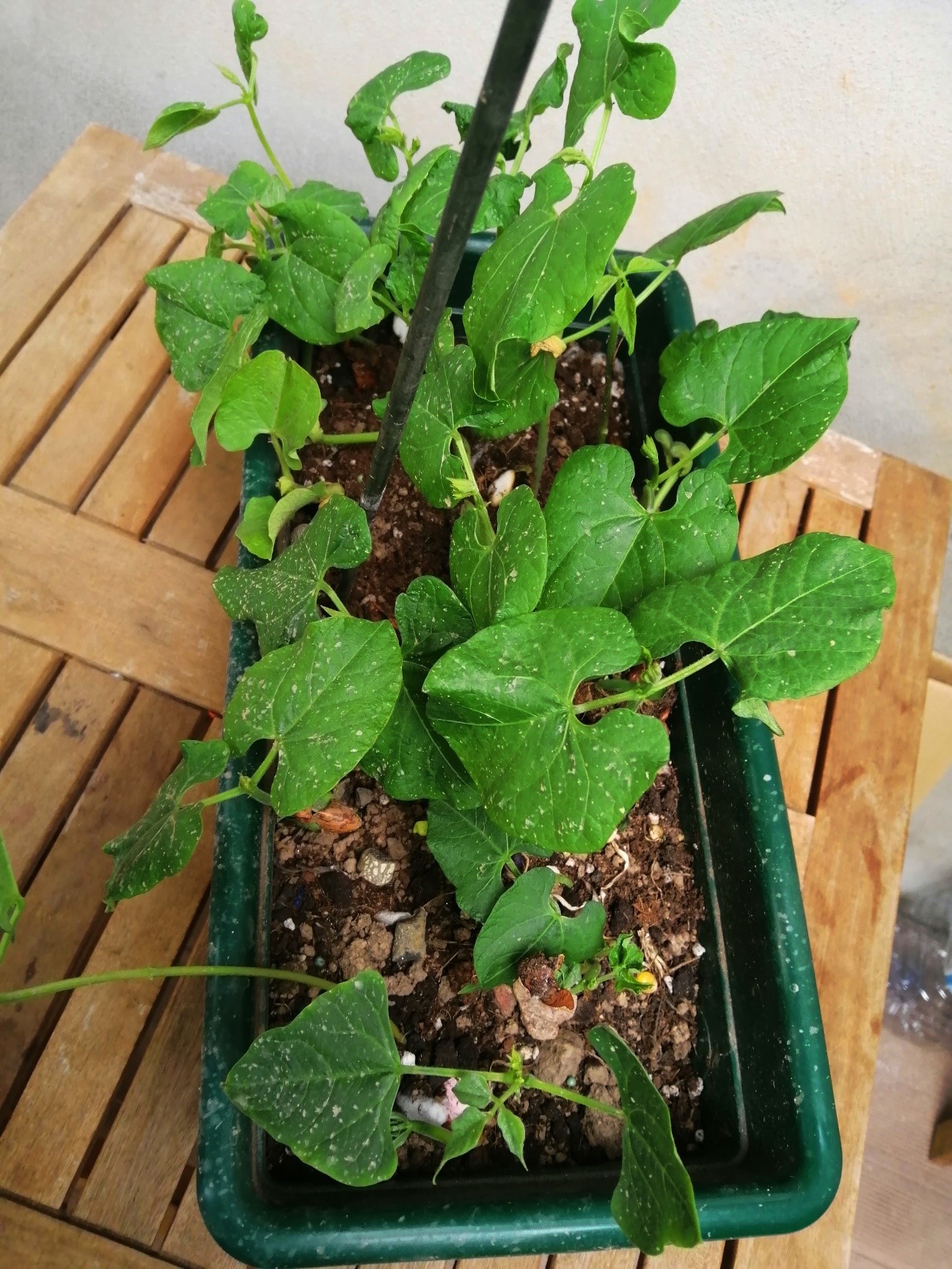 Plantar no vaso