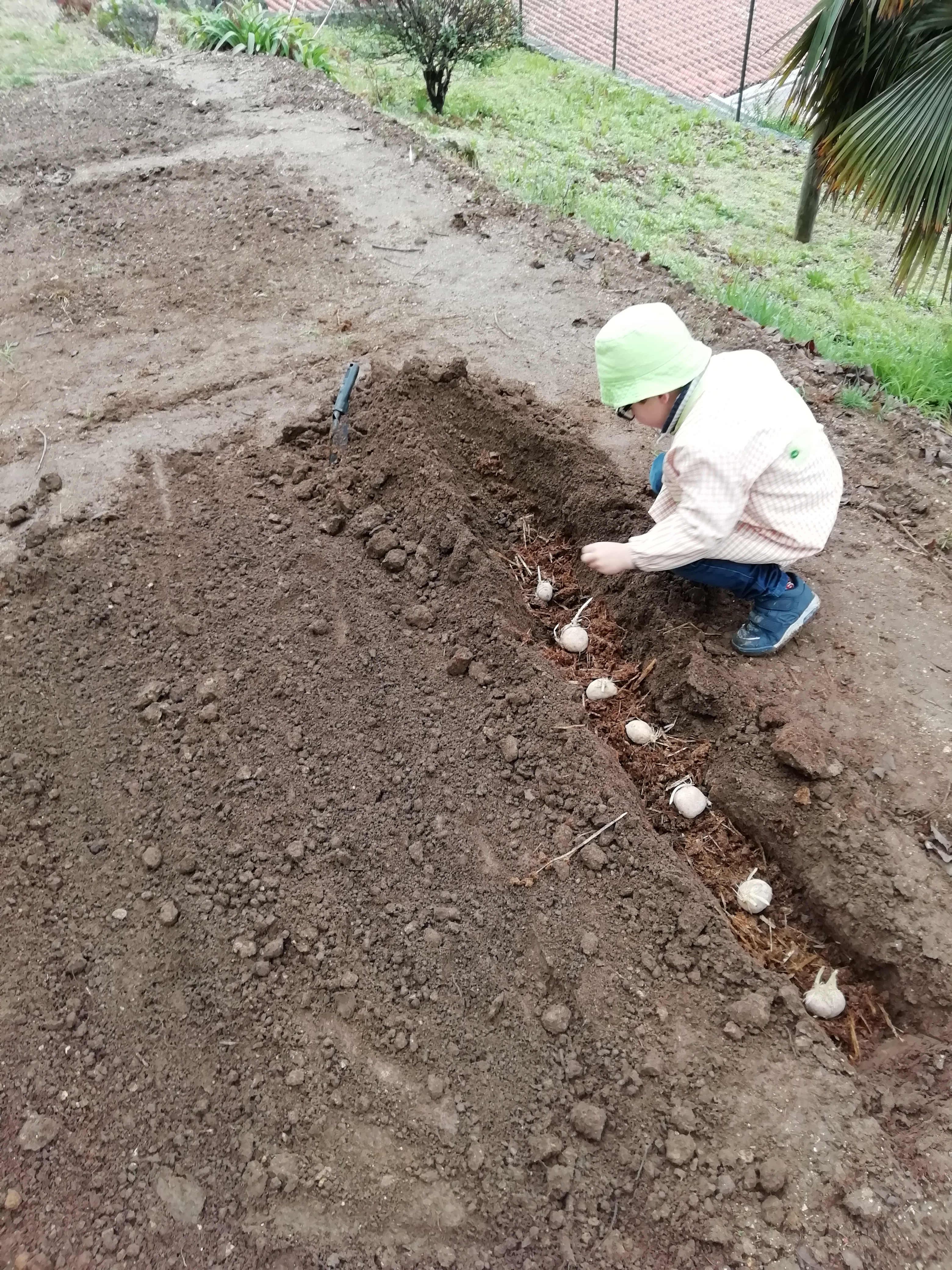 "Sementeira de batatas" Sementes fornecidas por um encarregado de educação para serem colocadas na nossa horta.