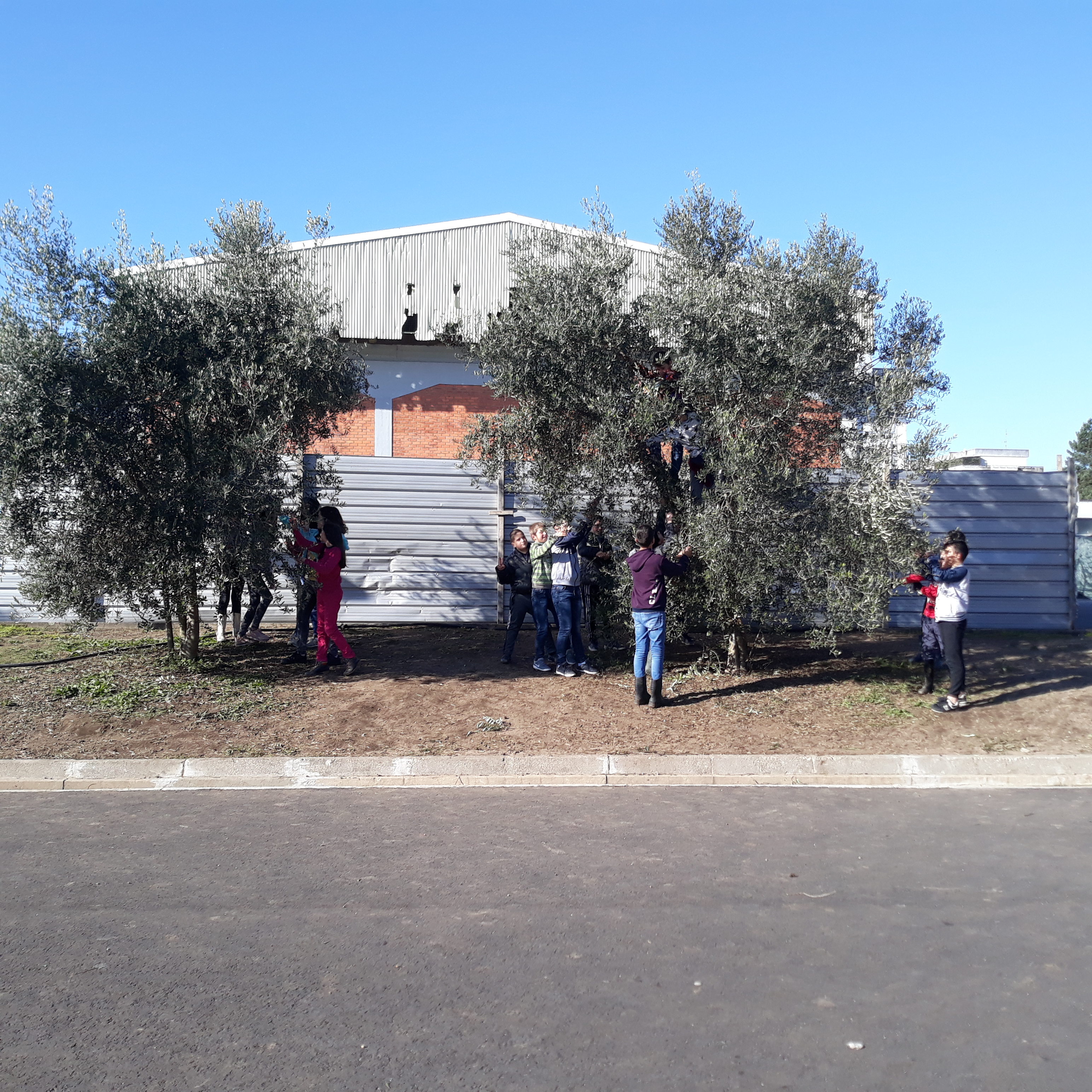 "Colhe e curte". Os alunos procederam à colheita manual de azeitonas para efetuar a sua conservação. Este processo de fermentação permitiu verificar a importância do sal e das bactérias láticas. A temperatura e o pH do meio tornam possíveis a conservação.