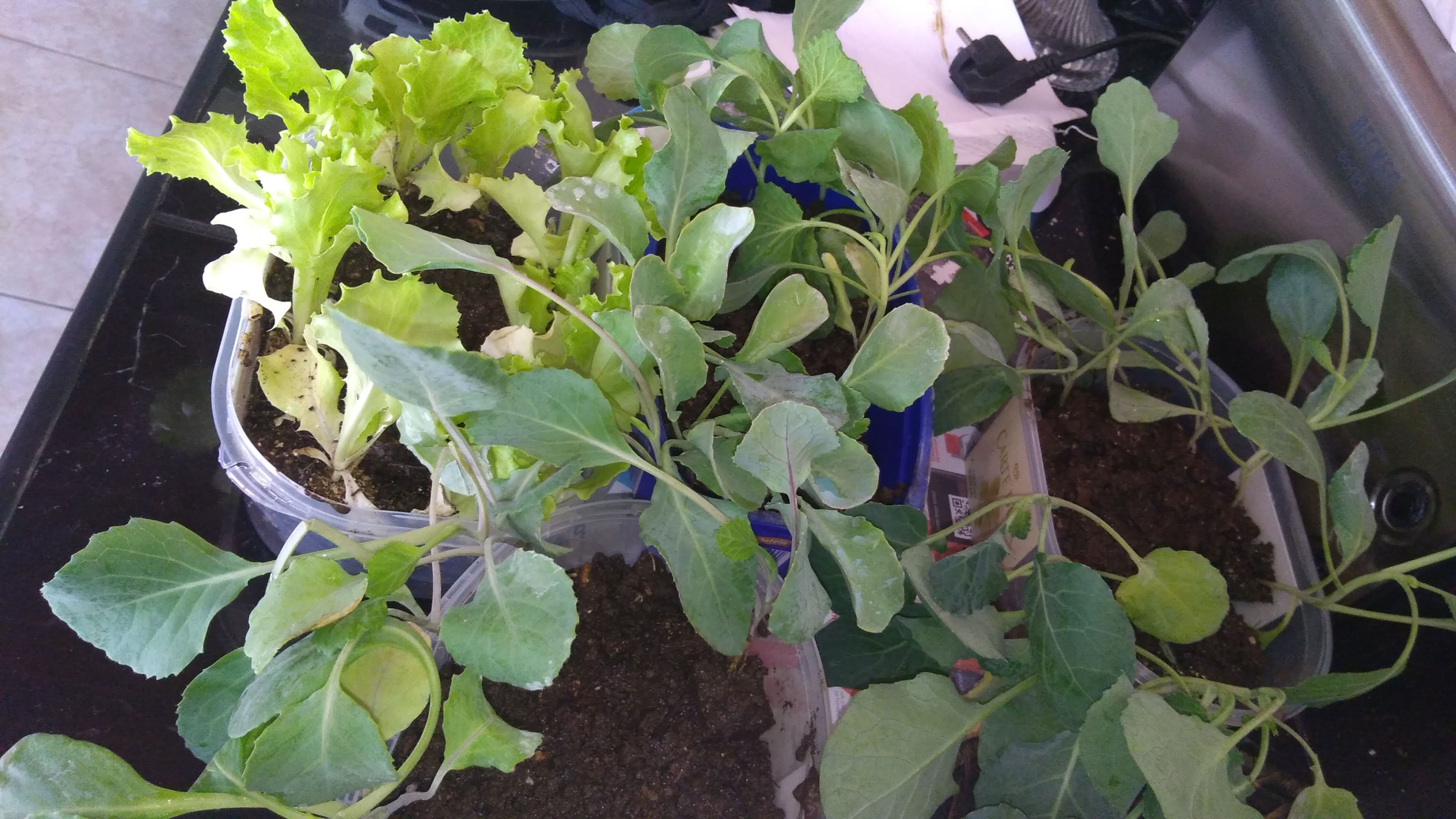 Horta a crescer