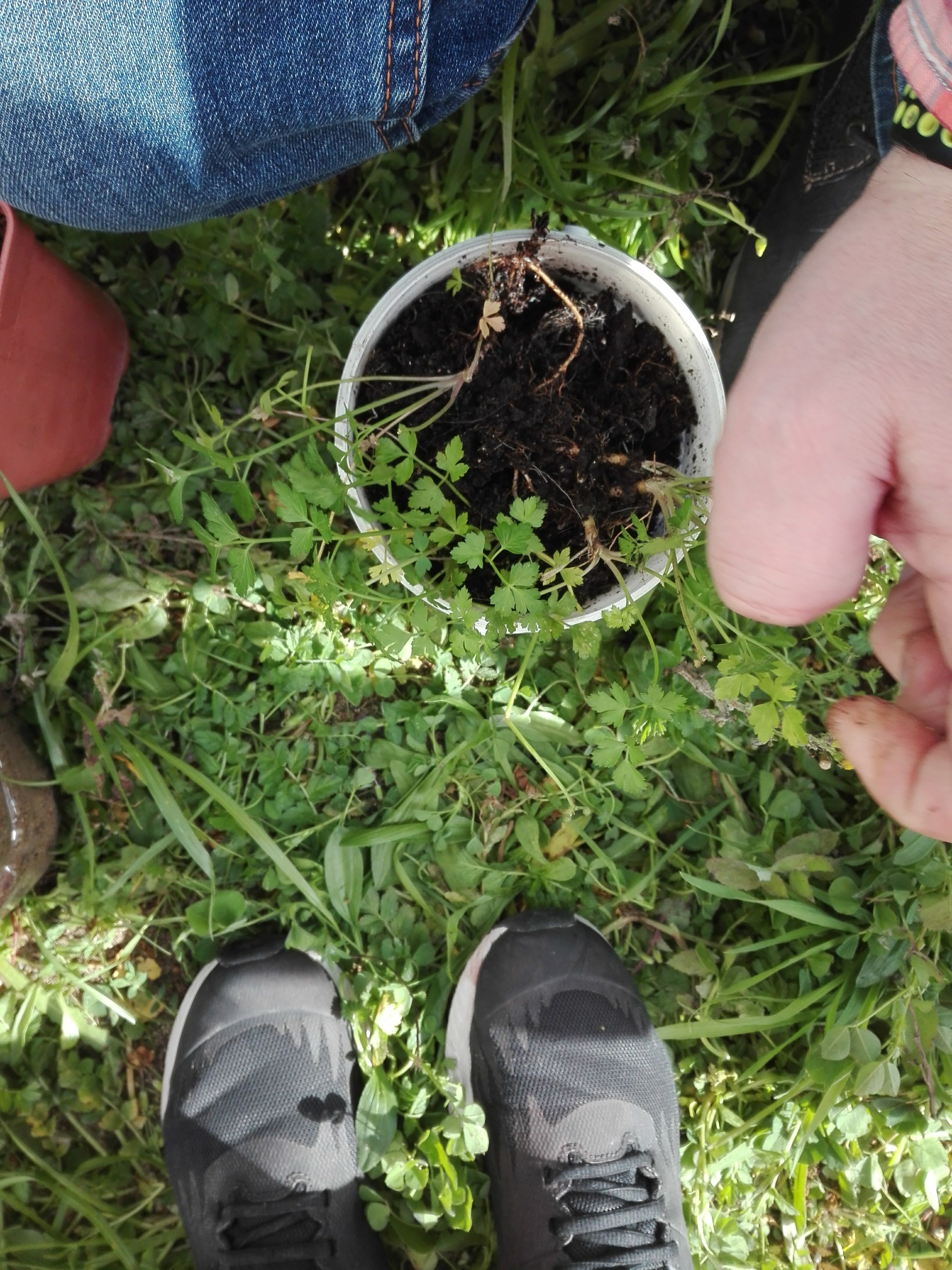 Dado este ano ser o nosso primeiro ano, e ainda estarmos à espera que vedem o espaço da horta, utilizamos a terra desse mesmo local para plantar as ervas aromáticas.