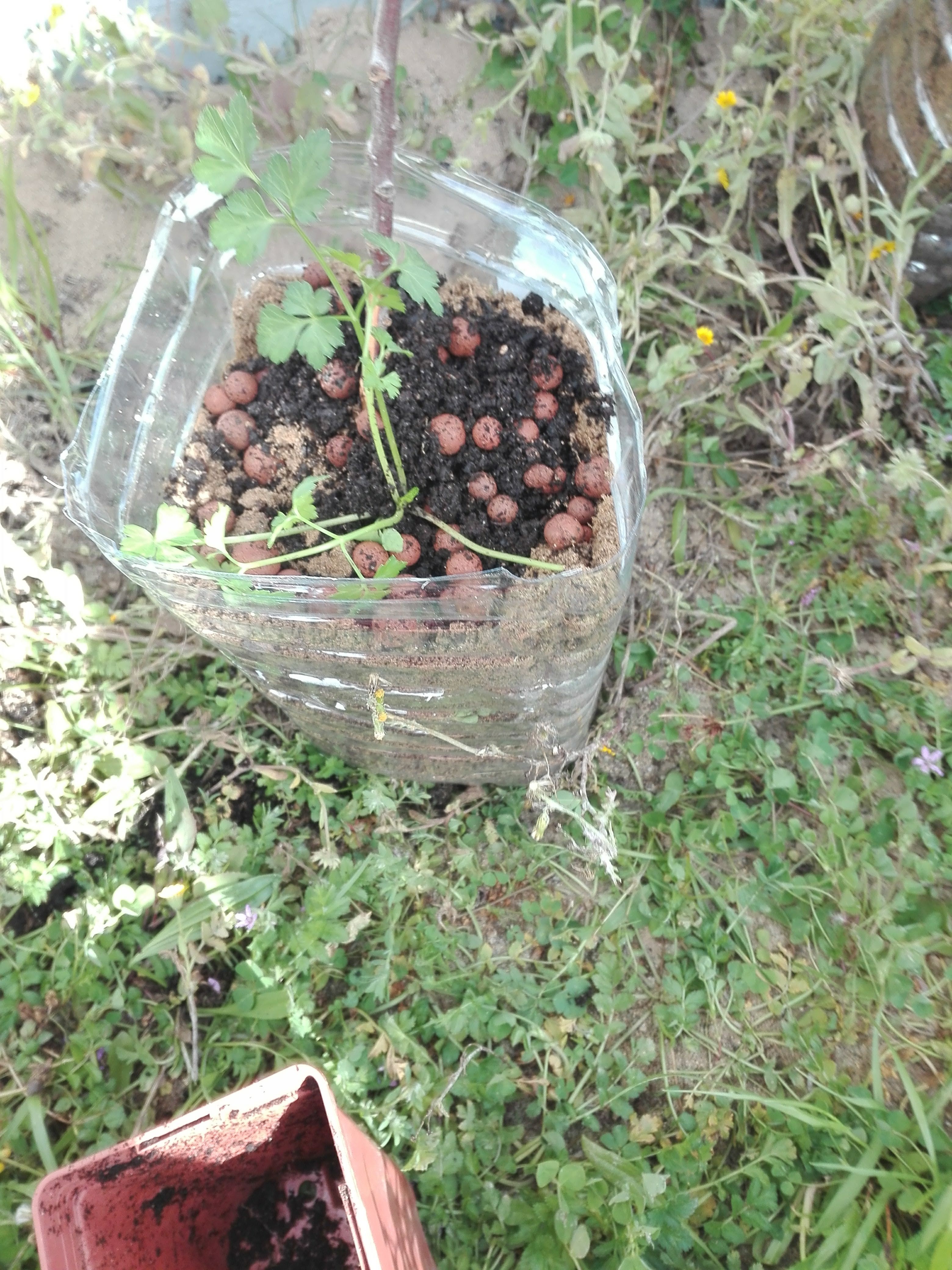 Dado este ano ser o nosso primeiro ano, e ainda estarmos à espera que vedem o espaço da horta, utilizamos a terra desse mesmo local para plantar as ervas aromáticas.