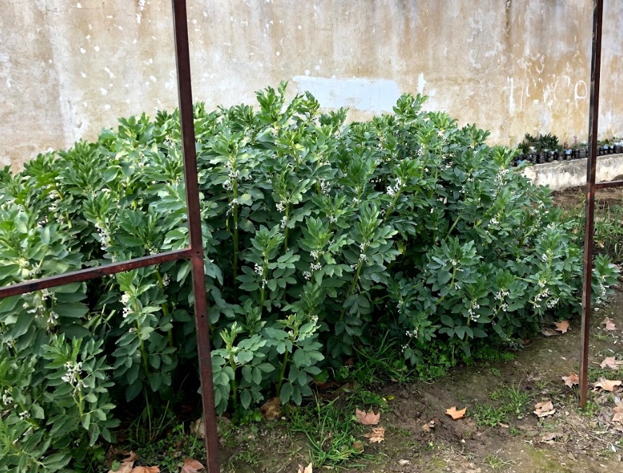 Depois da sementeira das favas, e passados alguns meses, as nossas favas ficaram em flor.