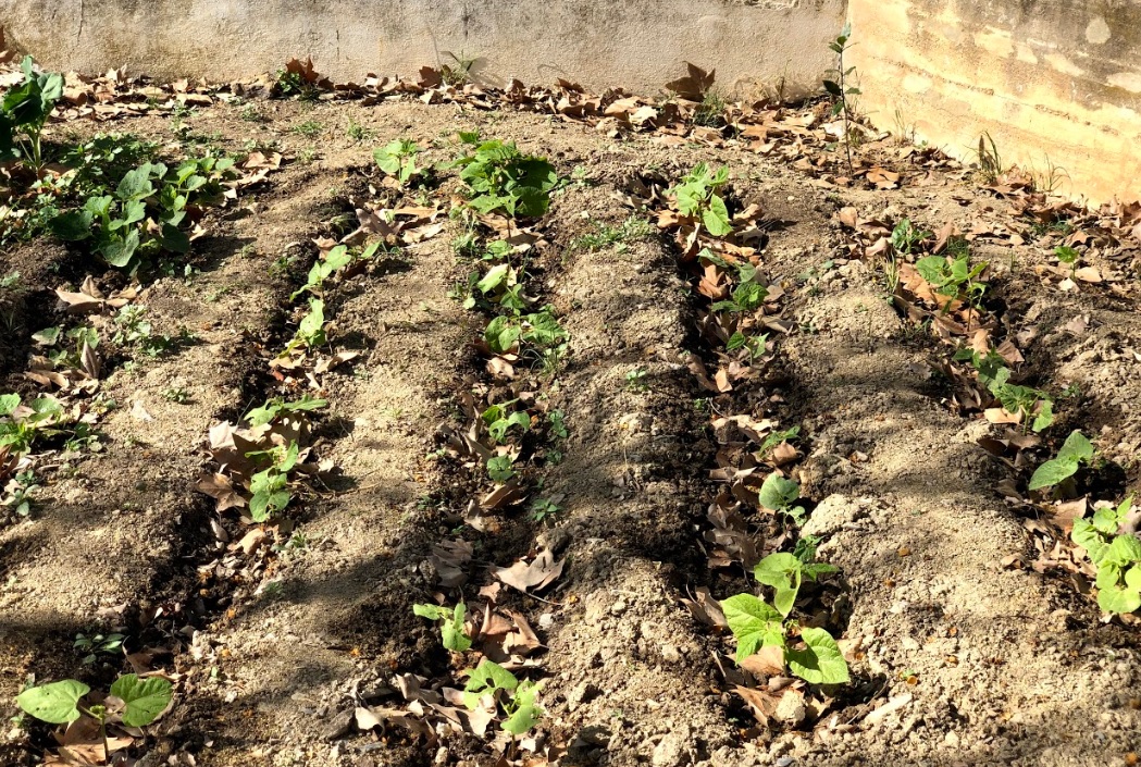 Depois de transplantados os feijões, ficamos com a nossa horta mais bonita.