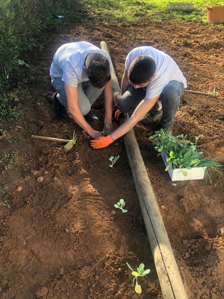 Plantação das hortícolas, por parte dos alunos.