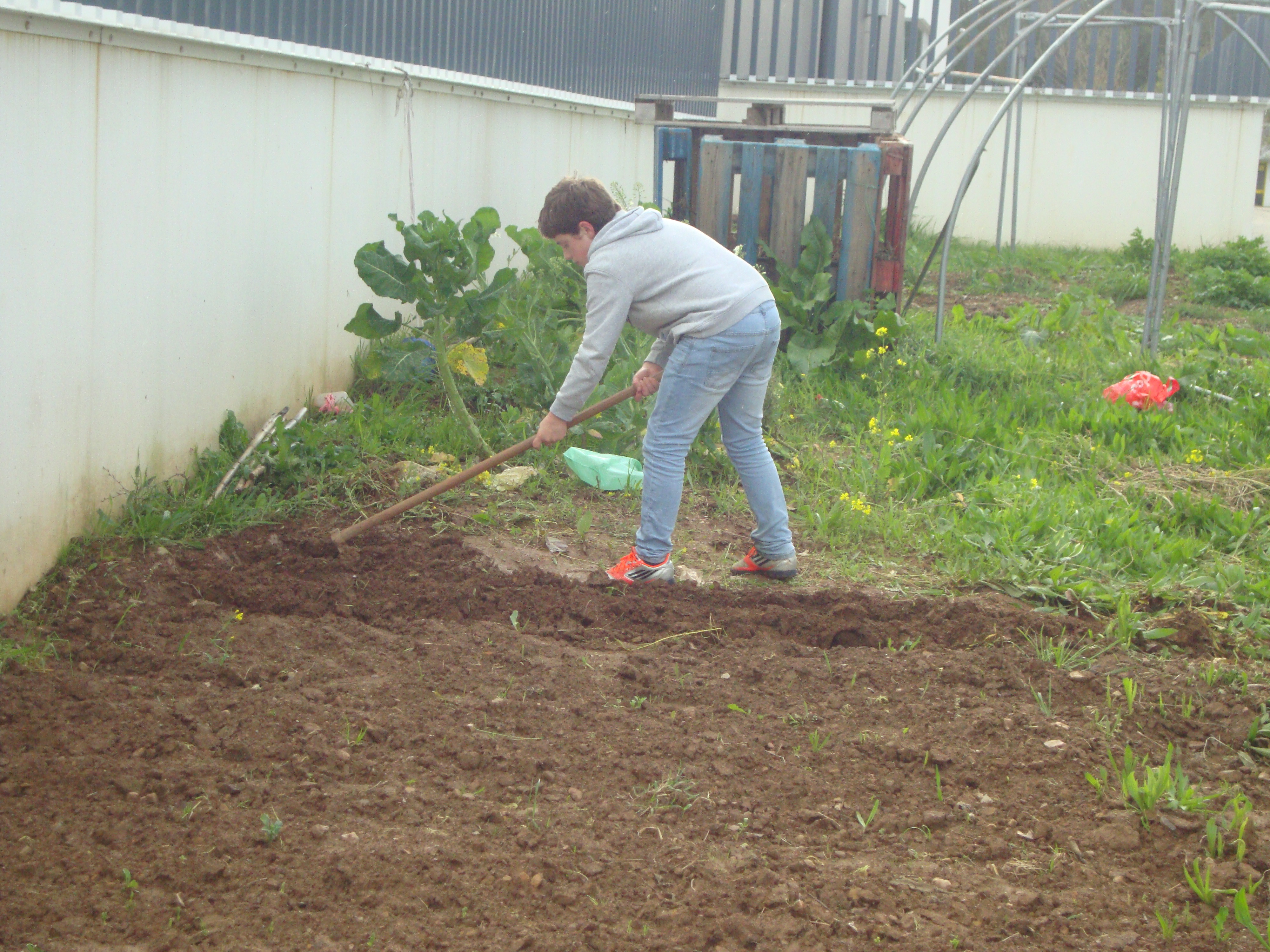 Sementeira de chícharos