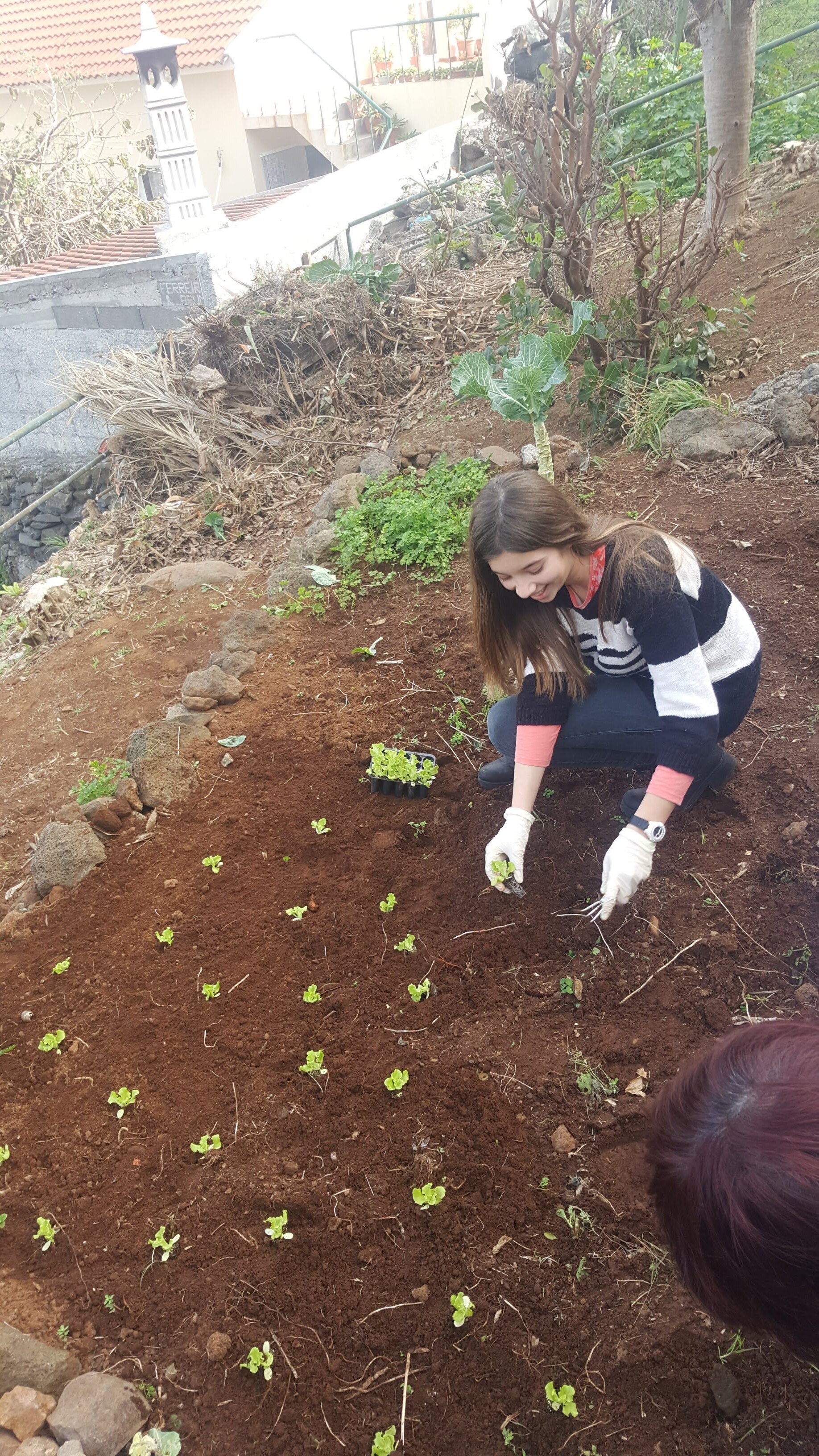 Plantação
