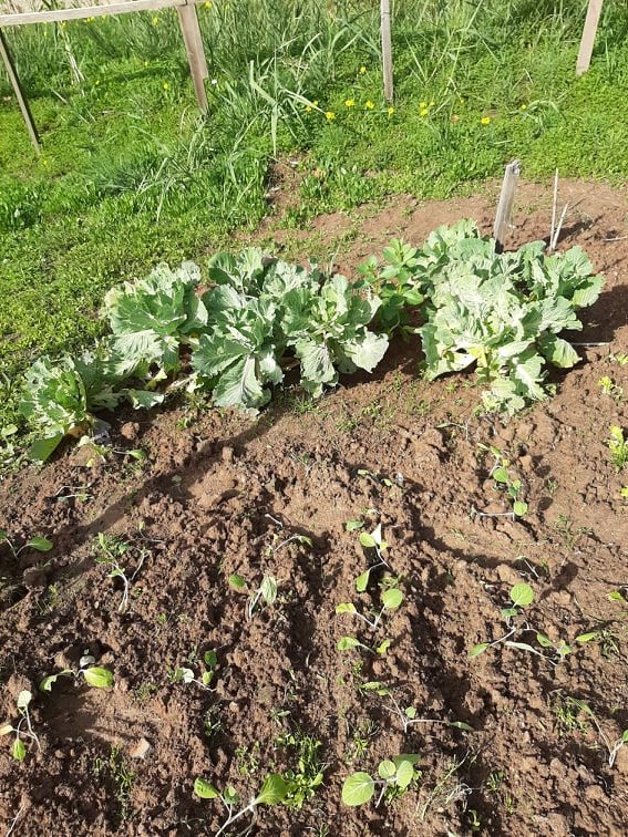 Couves plantadas junto às do ano passado