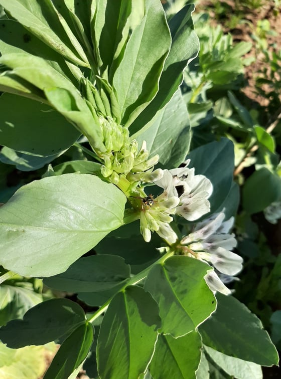 Faveira em flor.
